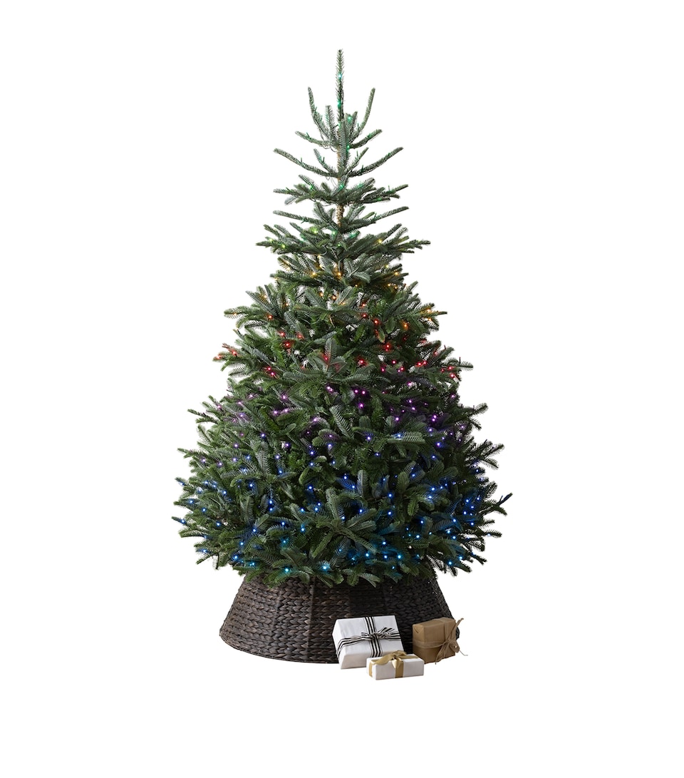 BH Nordmann Fir Twinkly Green Tree (7ft)