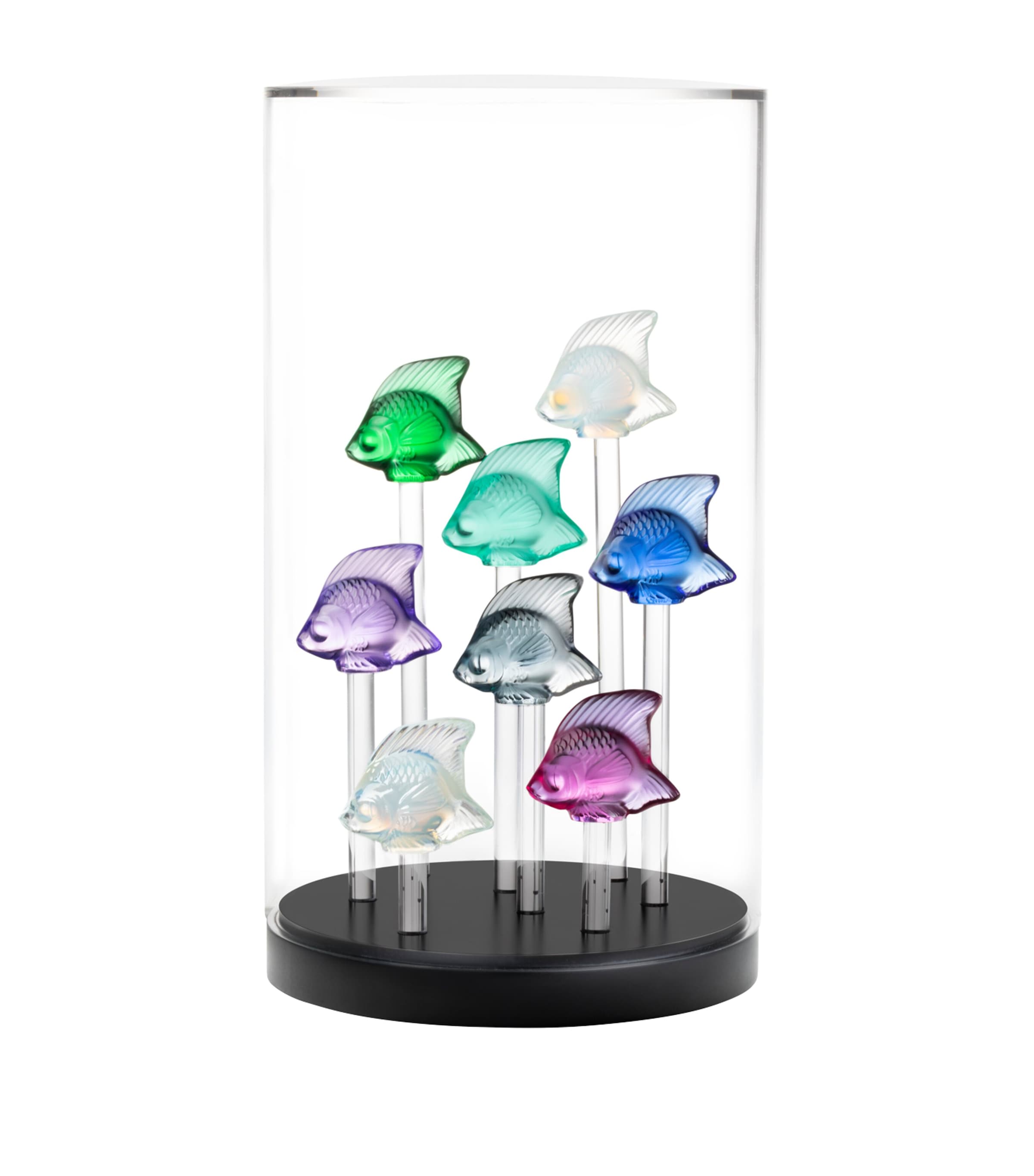 Fish Tank Base and Lid