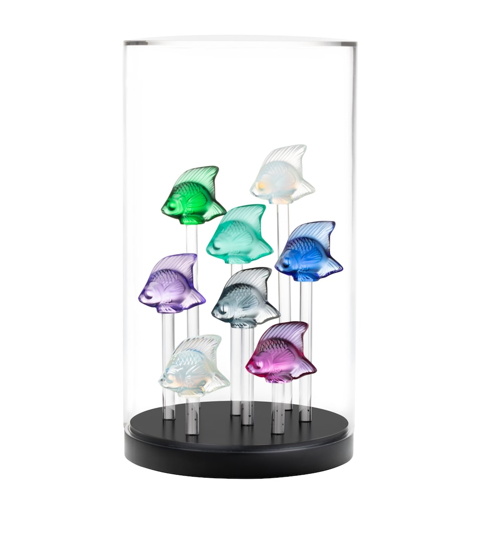 Fish Tank Base and Lid