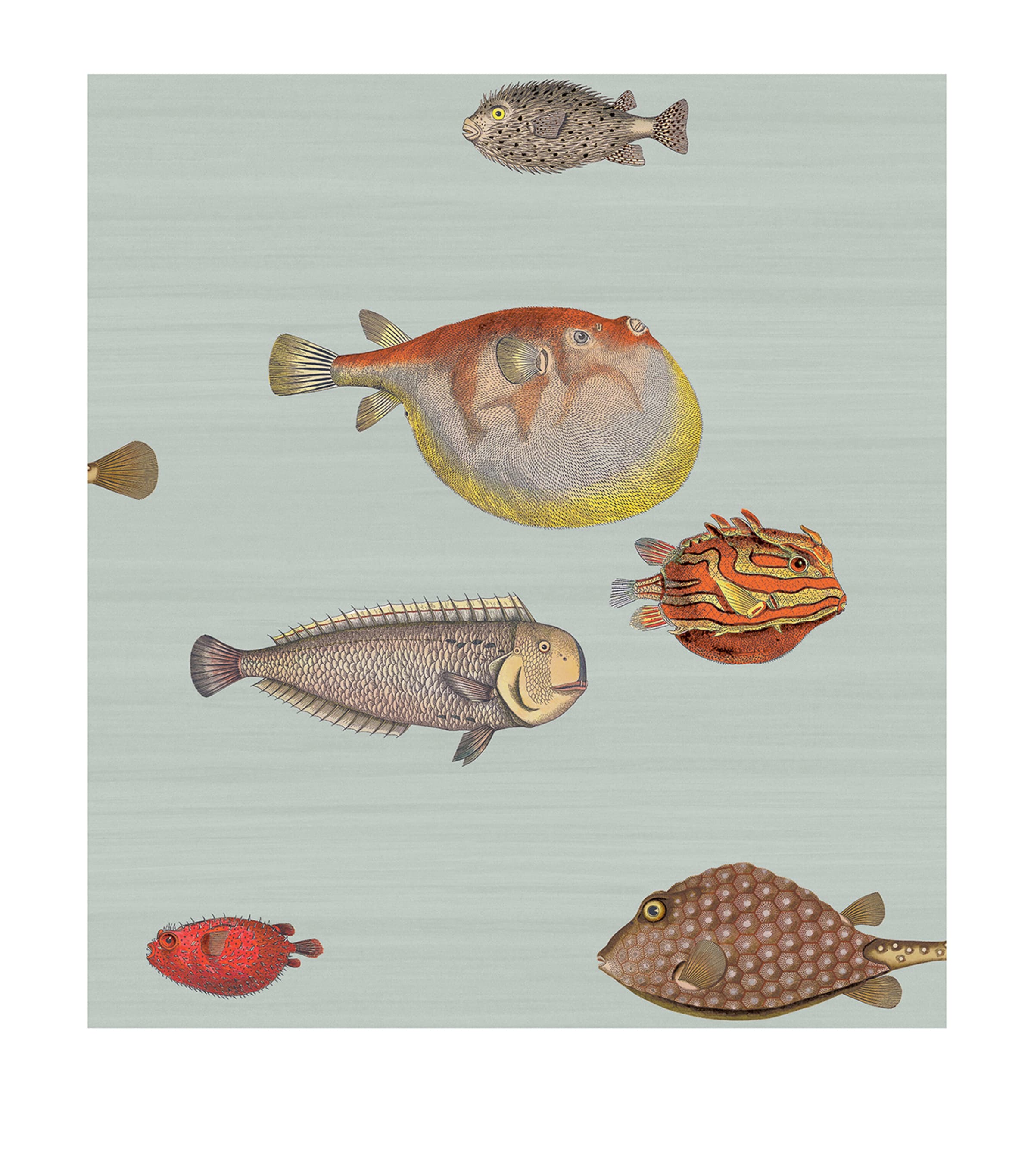 Cole & Son x Fornasetti Acquario Wallpaper Roll Print Room Blue