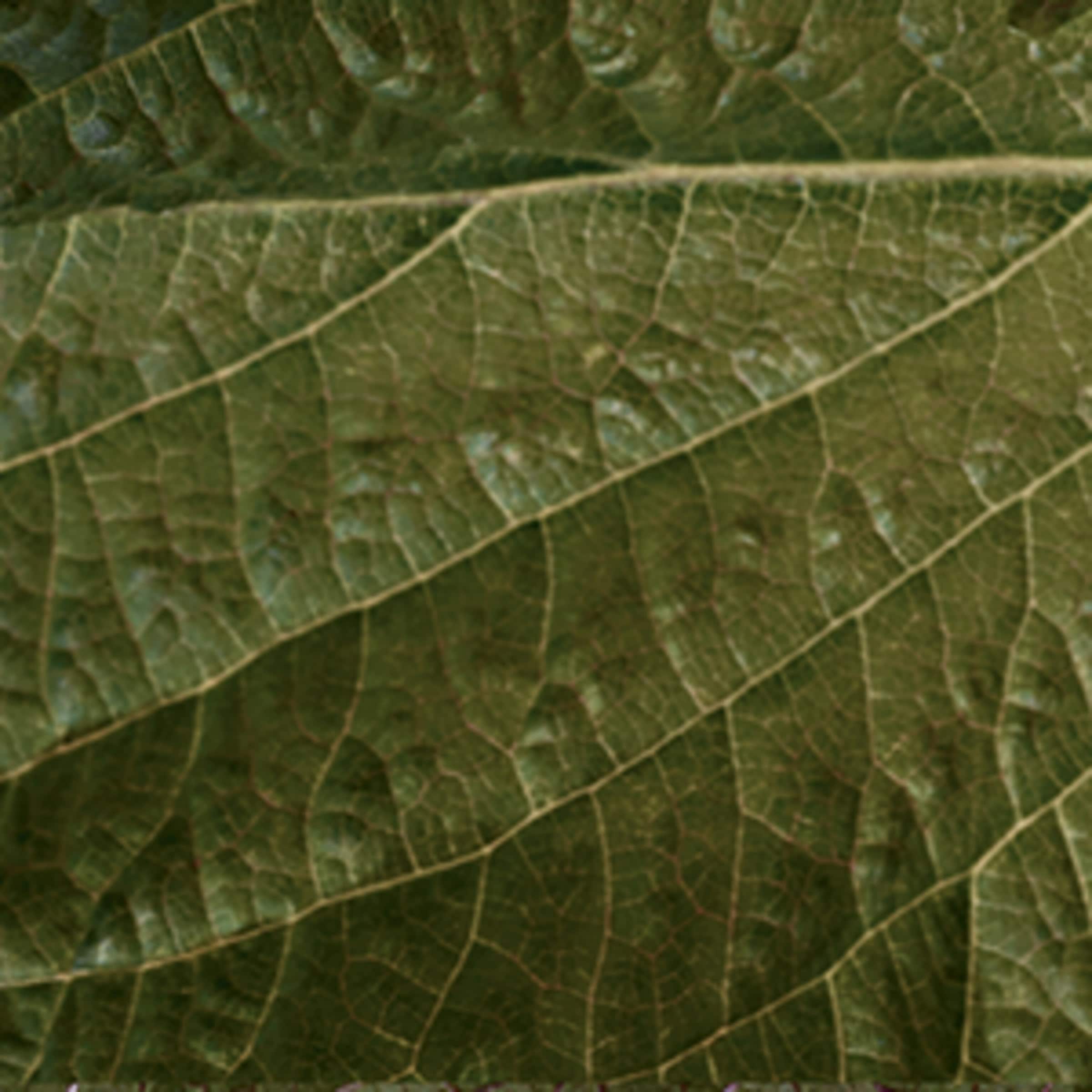 Terre d'Hermès Parfum (75ml)