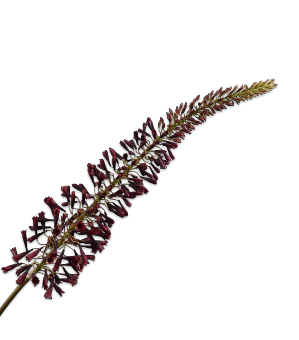 Silk-ka Artificial Eremures Flower Burgundy