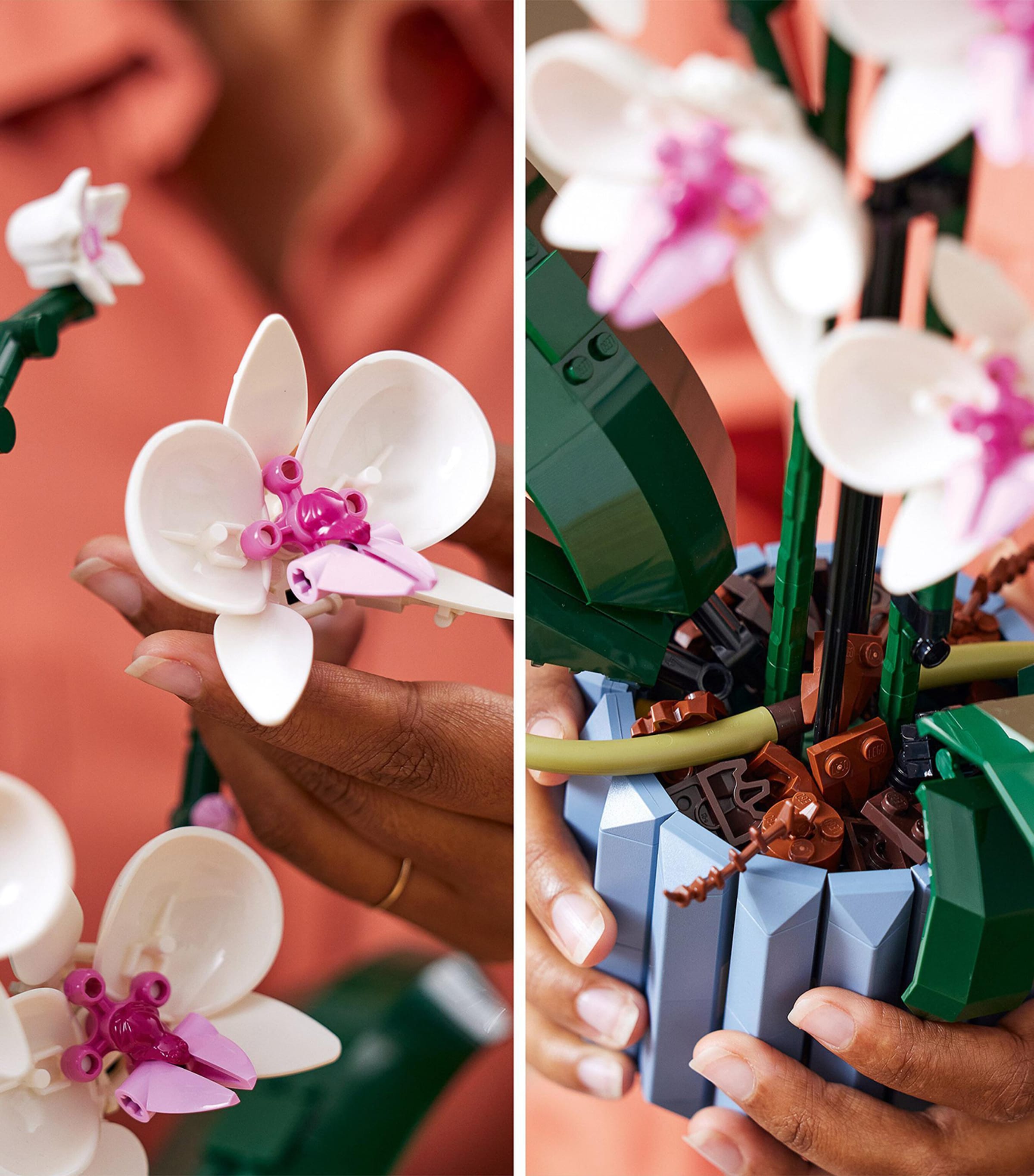 Orchid Display 10311 MULTI Image 5