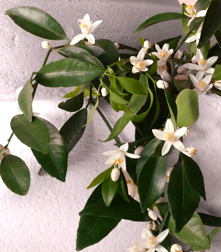 Devotion Eau de Parfum Intense (30ml) NO COLOUR Image 5