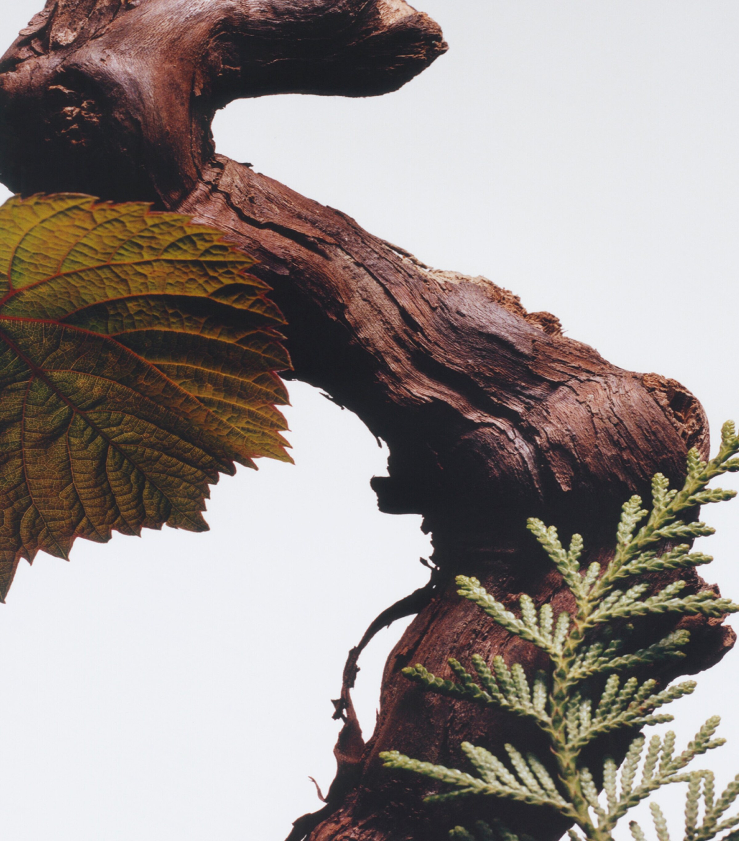 Cypress & Grapevine Cologne Intense (50ml) NO COLOUR Image 4