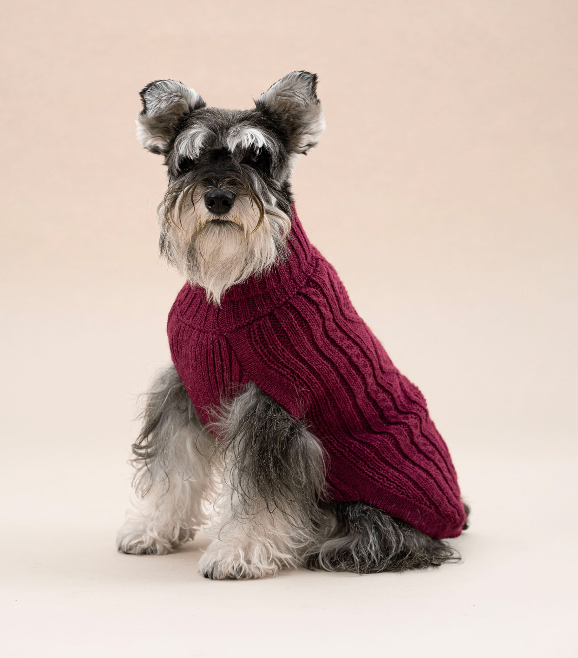 ALQO WASI Alpaca-Blend Aran Knit Dog Sweater (Medium) Red Wine Image 2