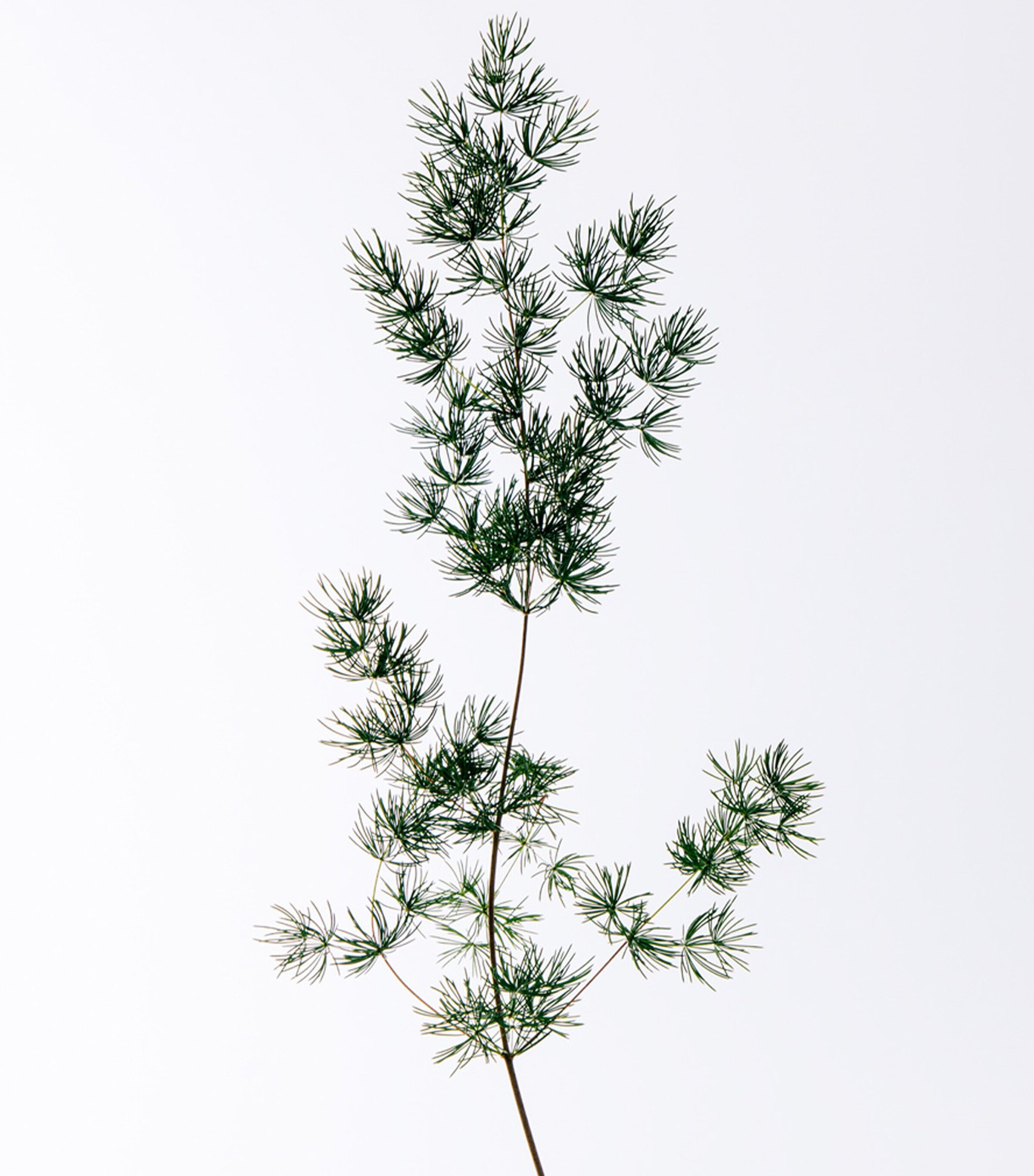 Solo Cedro Eau de Toilette (50ml) NO COLOUR Image 3