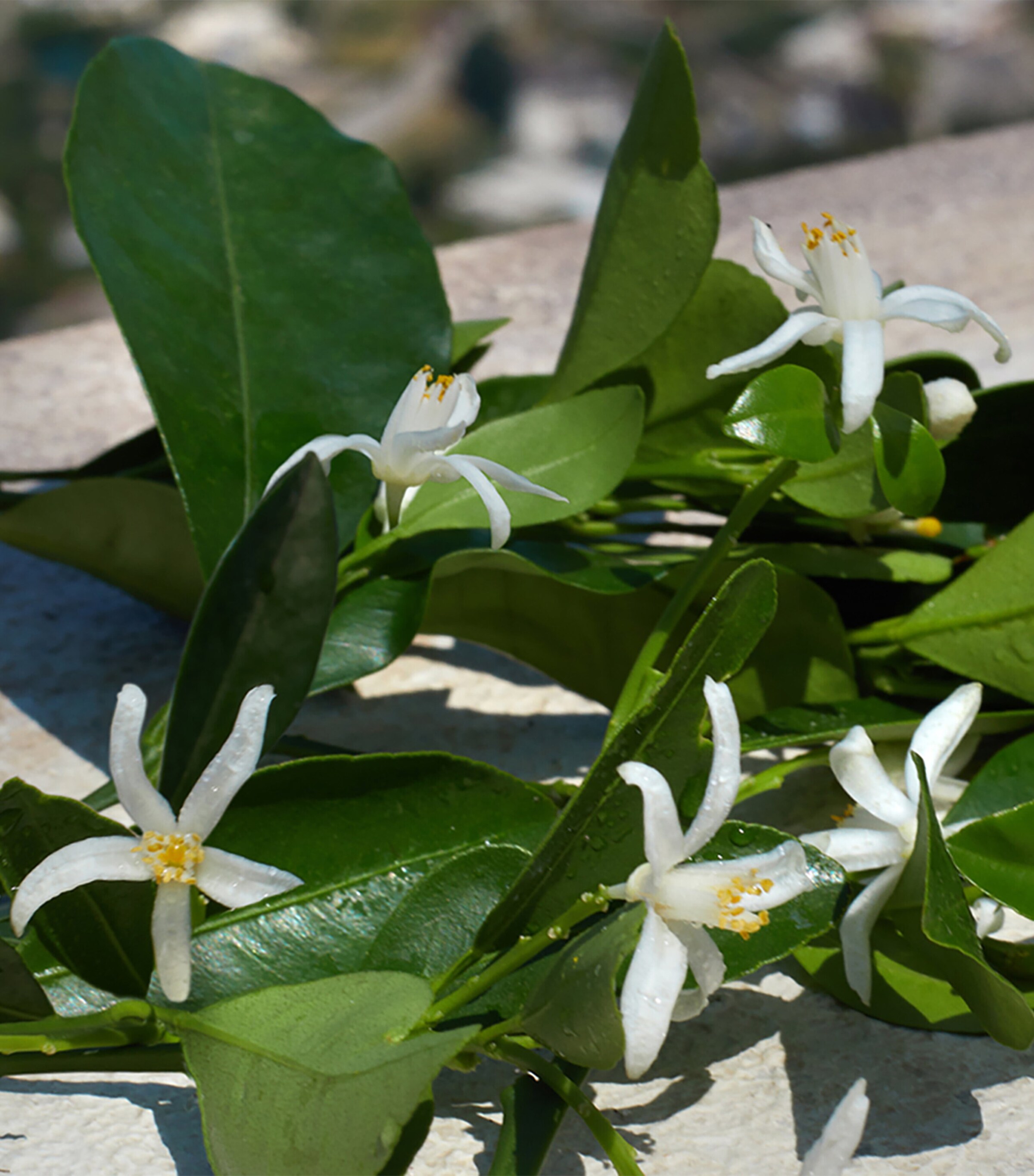 Devotion Eau de Parfum (100ml) NO COLOUR Image 7