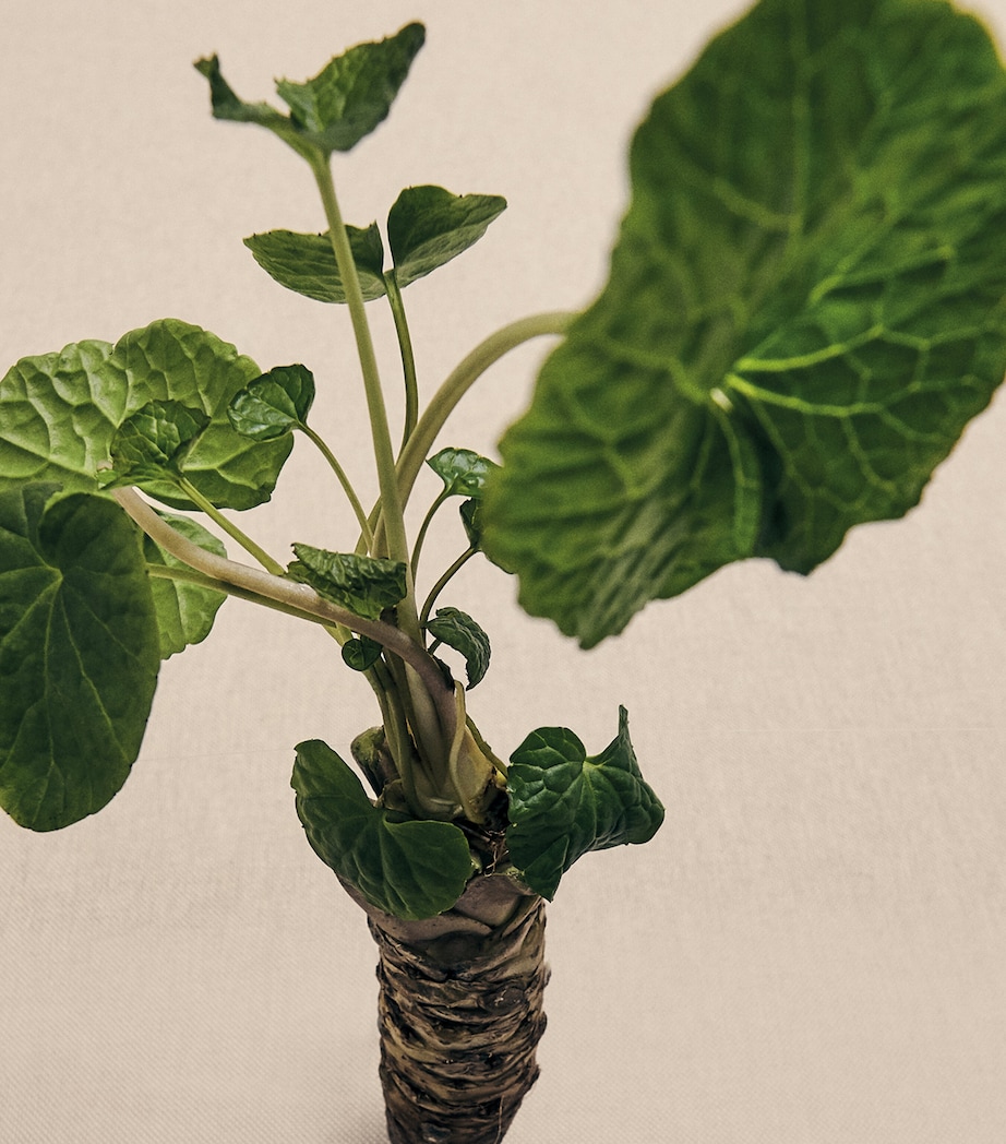 LOEWE Medium Wasabi Candle (610g) Image 3