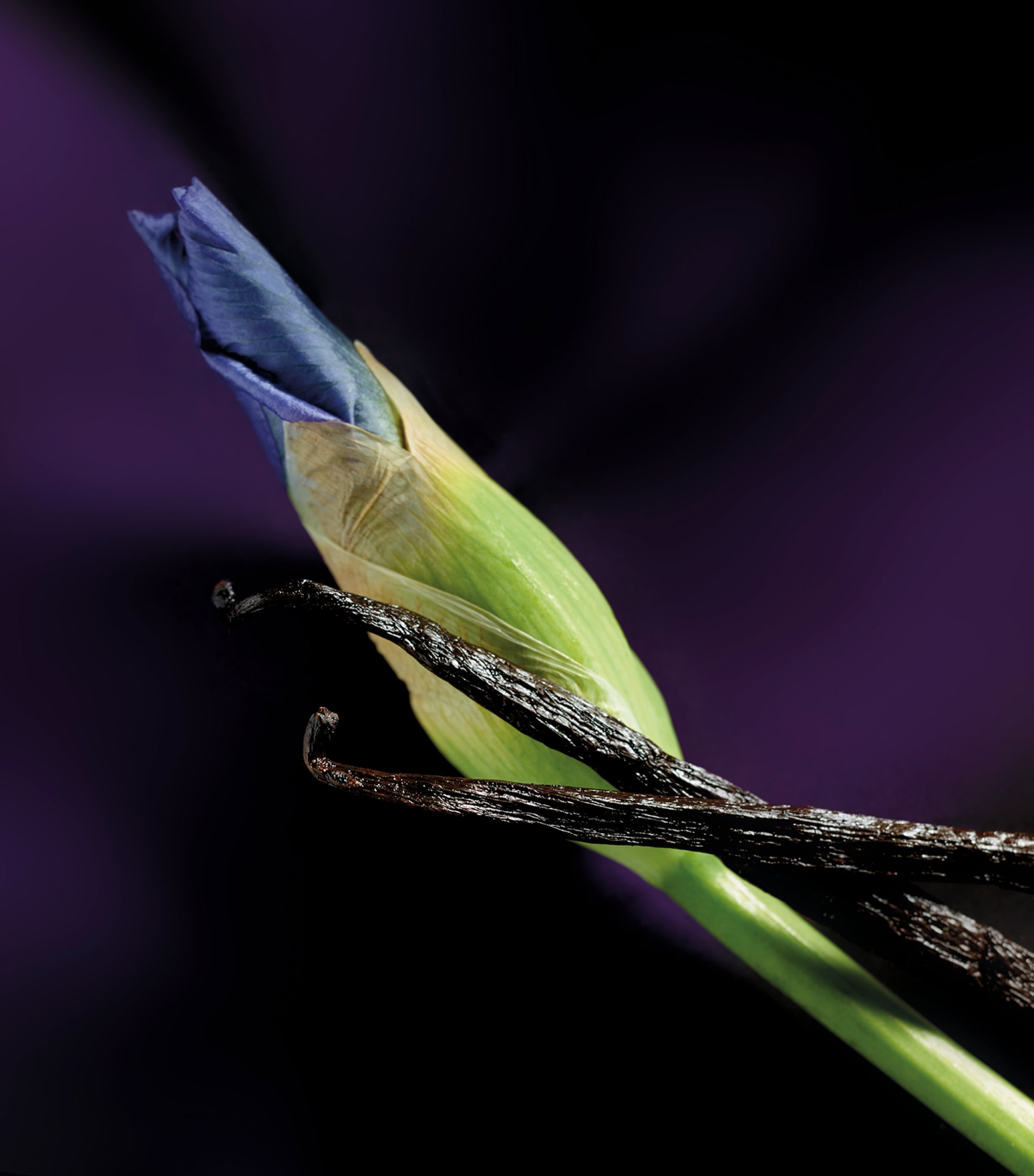 Iris Malikhân Eau de Parfum (30ml) NO COLOUR Image 6