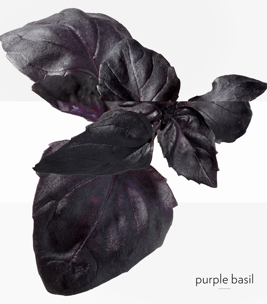 Eau de Basilic Pourpre Eau de Cologne (50ml) NO COLOUR Image 4