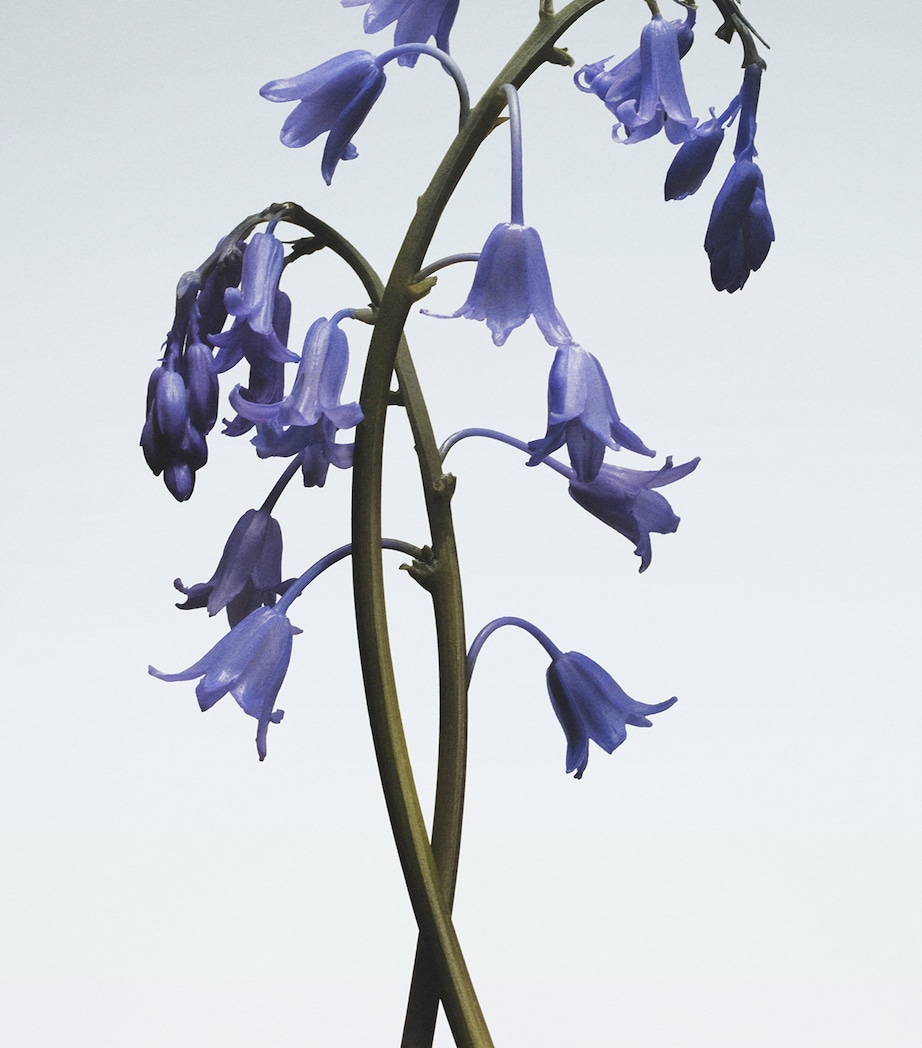 Wild Bluebell Cologne NO COLOUR Image 3