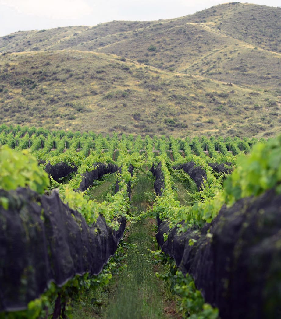 Mundus Bacillus Terra Malbec (2021) - Mendoza, Argentina NO COLOUR Image 3