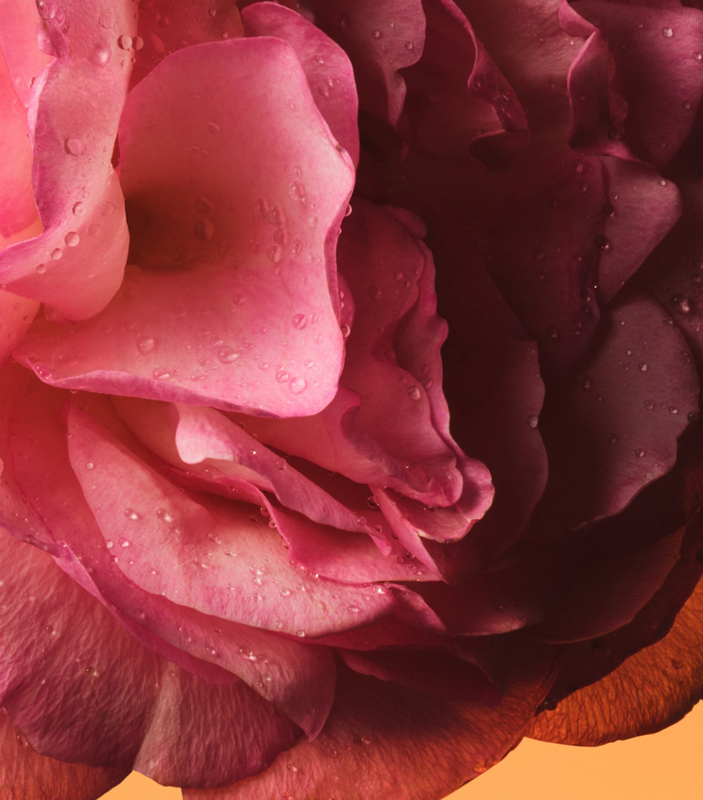 The Alchemist’s Garden Rosa Sublime Eau de Parfum (50ml) NO COLOUR Image 4