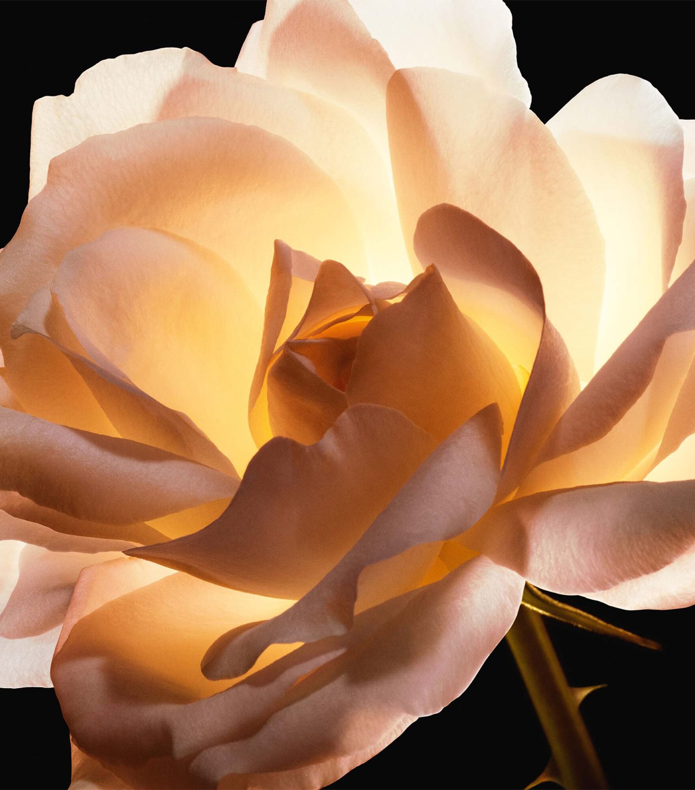 Le Cushion Teint de Rose Foundation 1CR Image 5