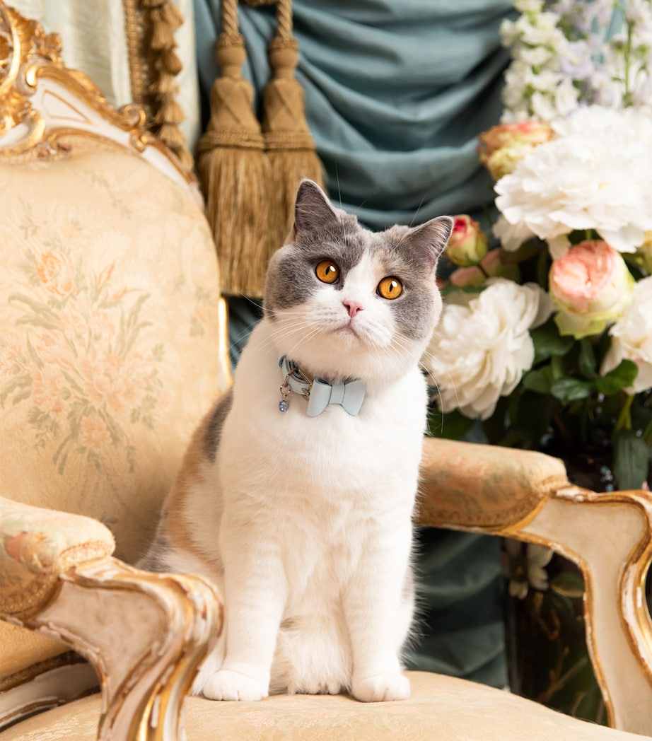Medium Rococo Cat Collar With Bow BLUE Image 3