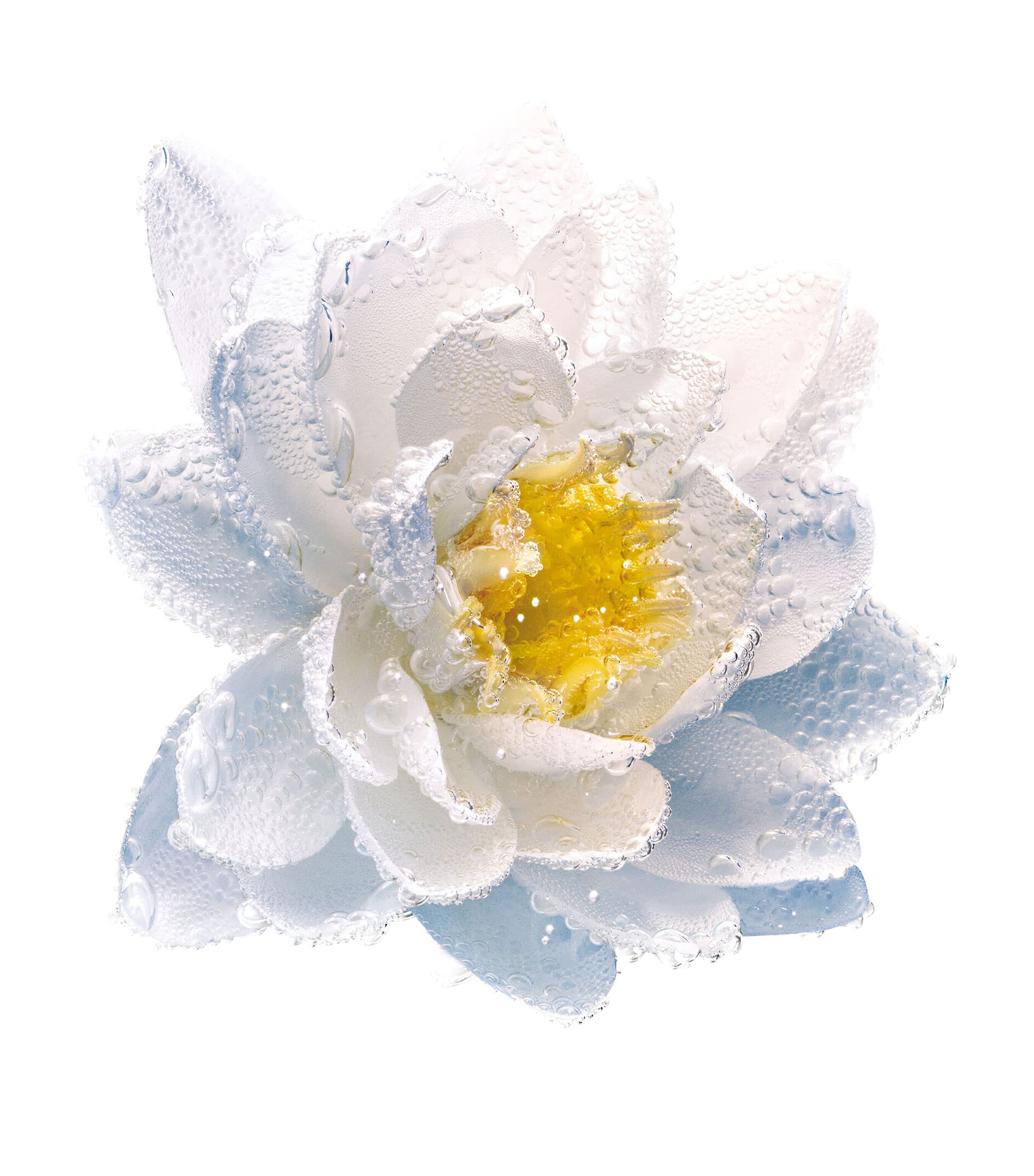 Purifying Nymphéa Bi-Phase Makeup Remover (125ml) CLEAR Image 2