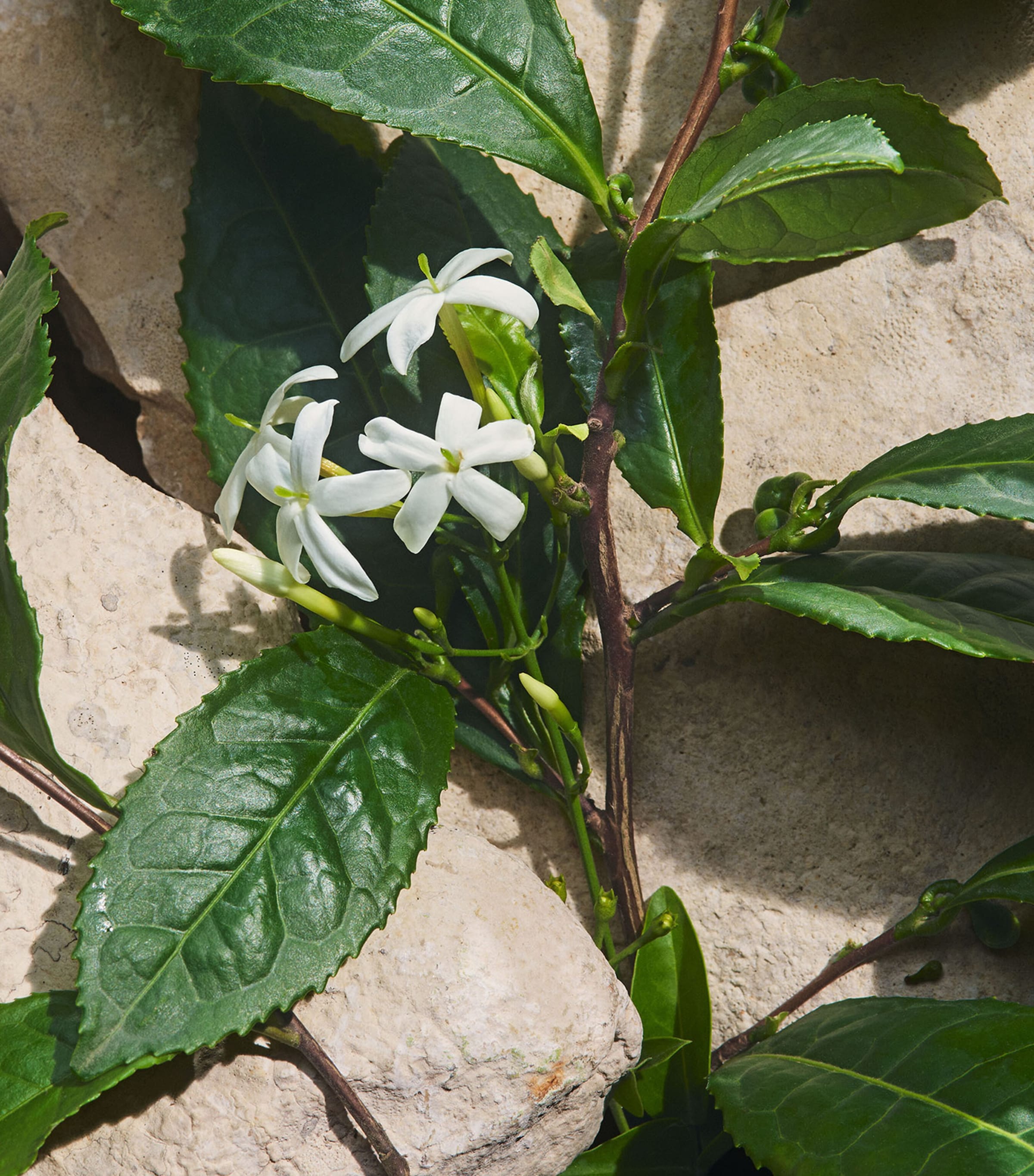 Light Blue Capri in Love Eau de Parfum (100ml) NO COLOUR Image 5