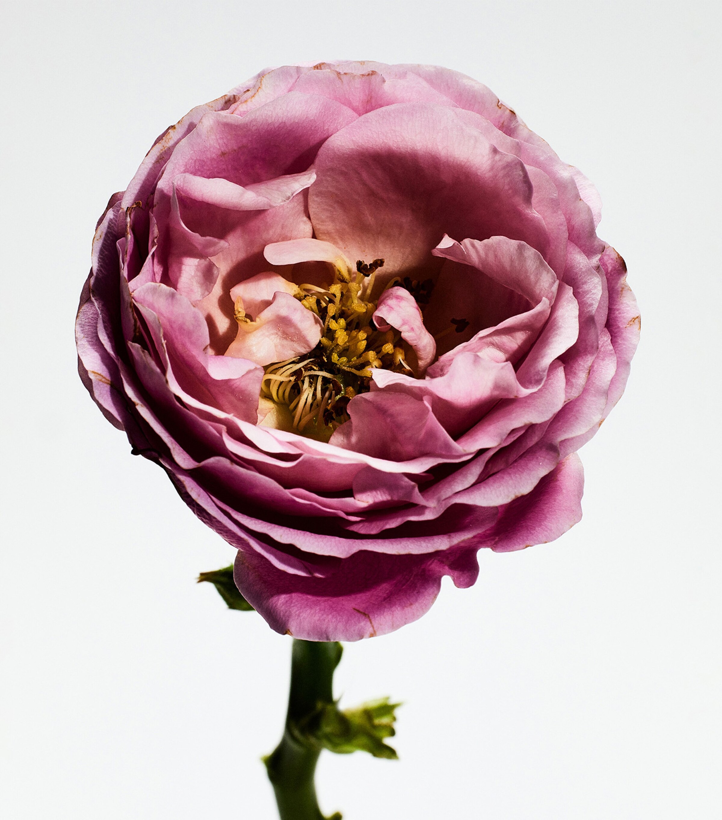 Un Paseo Por Madrid Rosaleda Eau de Parfum (150ml) NO COLOUR Image 3