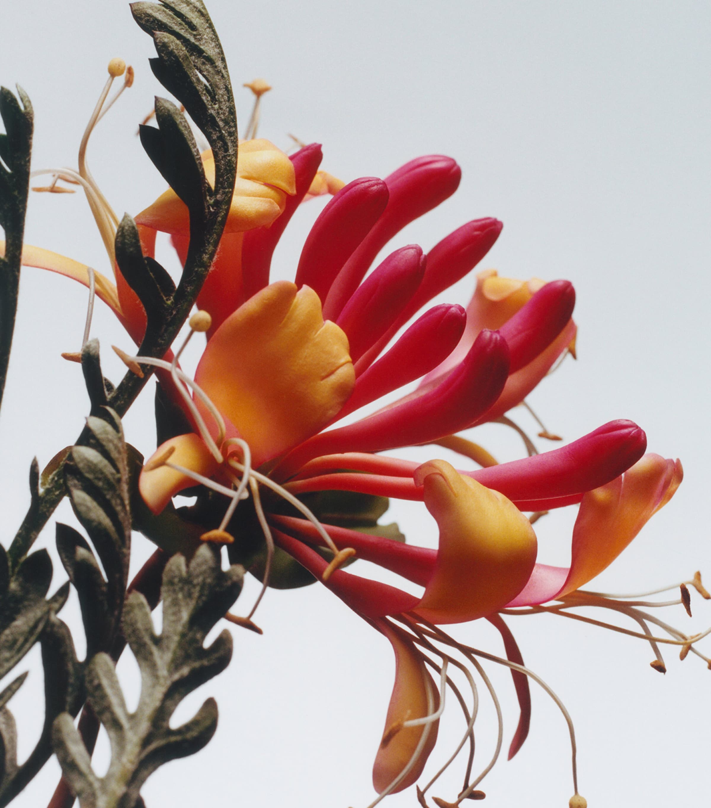 Honeysuckle & Davana Cologne NO COLOUR Image 3