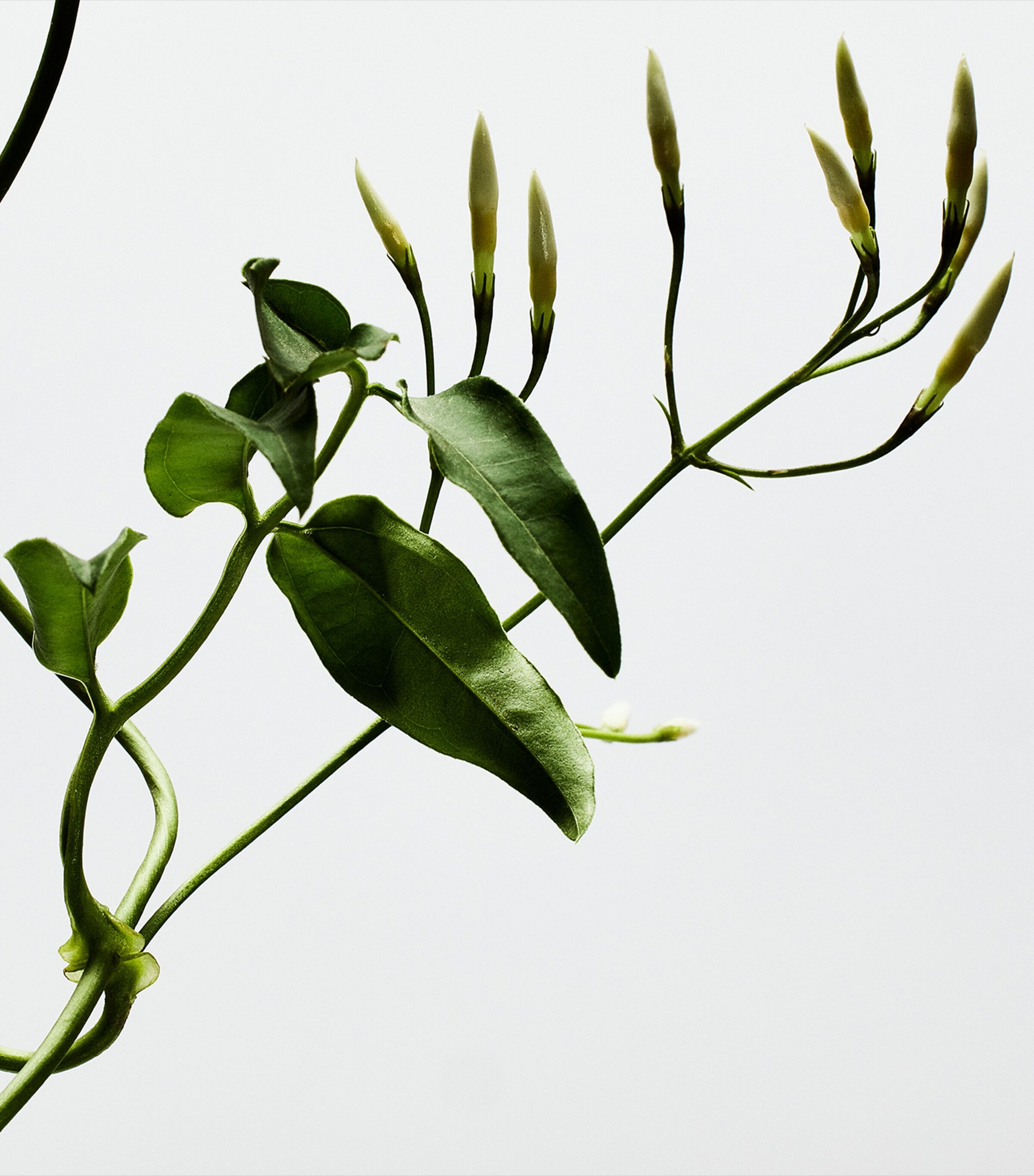 001 Woman Eau de Parfum (100ml) NO COLOUR Image 3