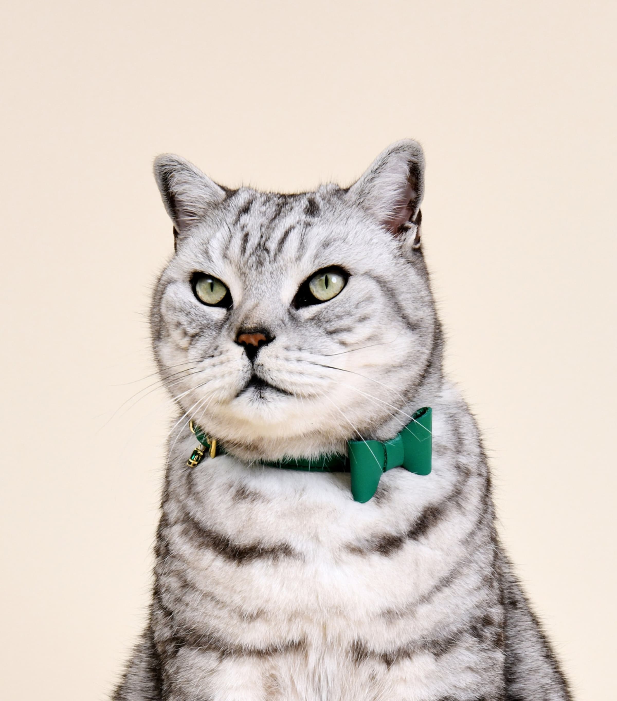 Medium Leather Wonderland Cat Collar GREEN Image 4