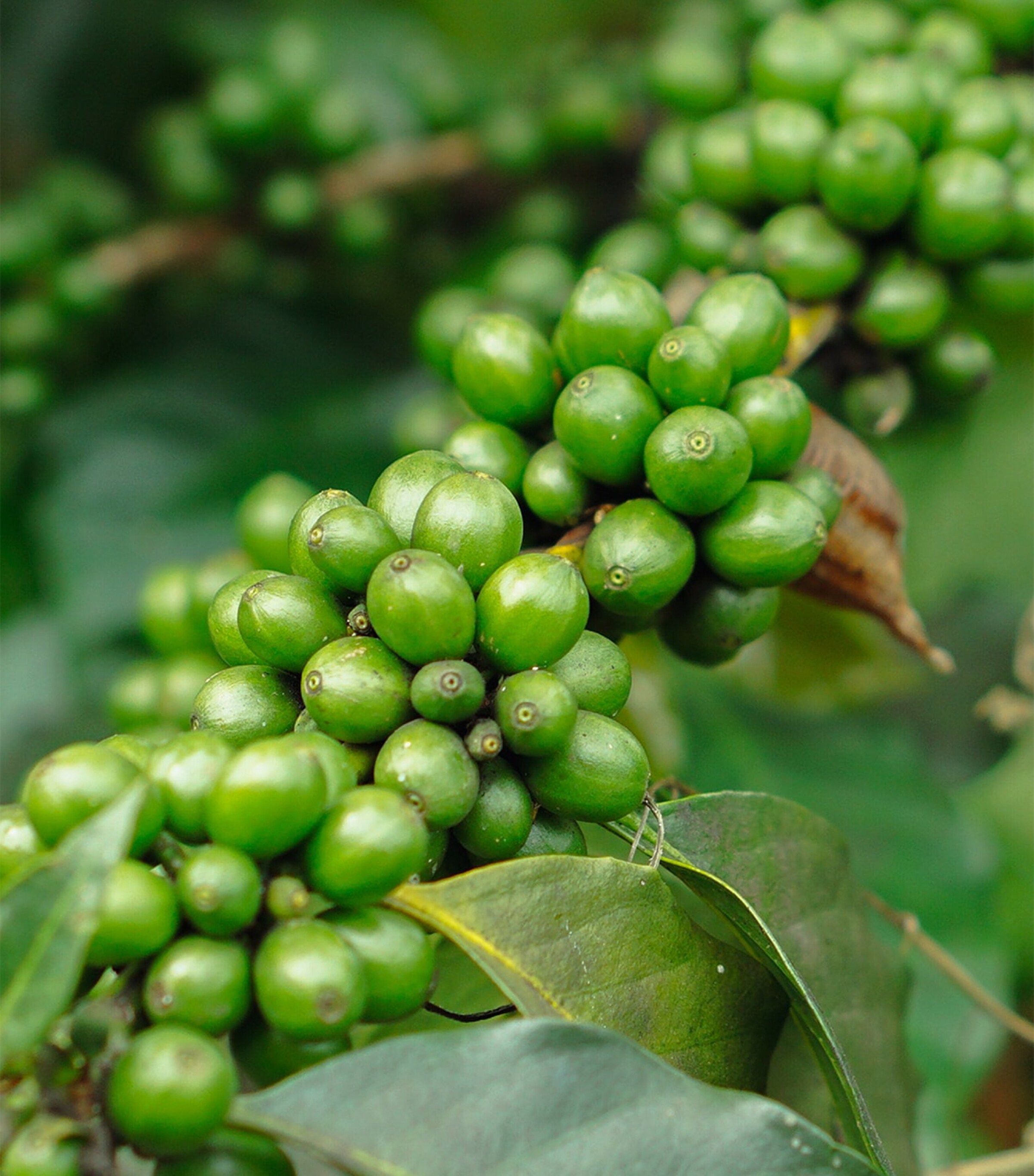 Stony Groves Red Kampot Pepper (100g) Image 2