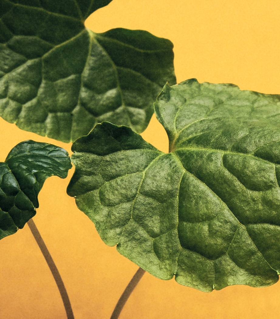 LOEWE Wasabi Room Spray (150ml) Image 5