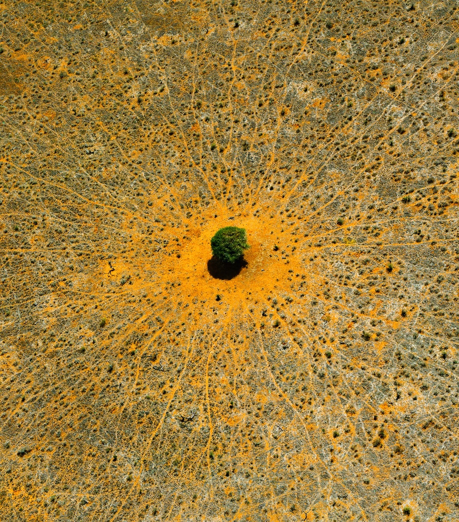 Aqua Allegoria Mandarine Basilic Eau de Toilette Refill (200ml) NO COLOUR Image 2