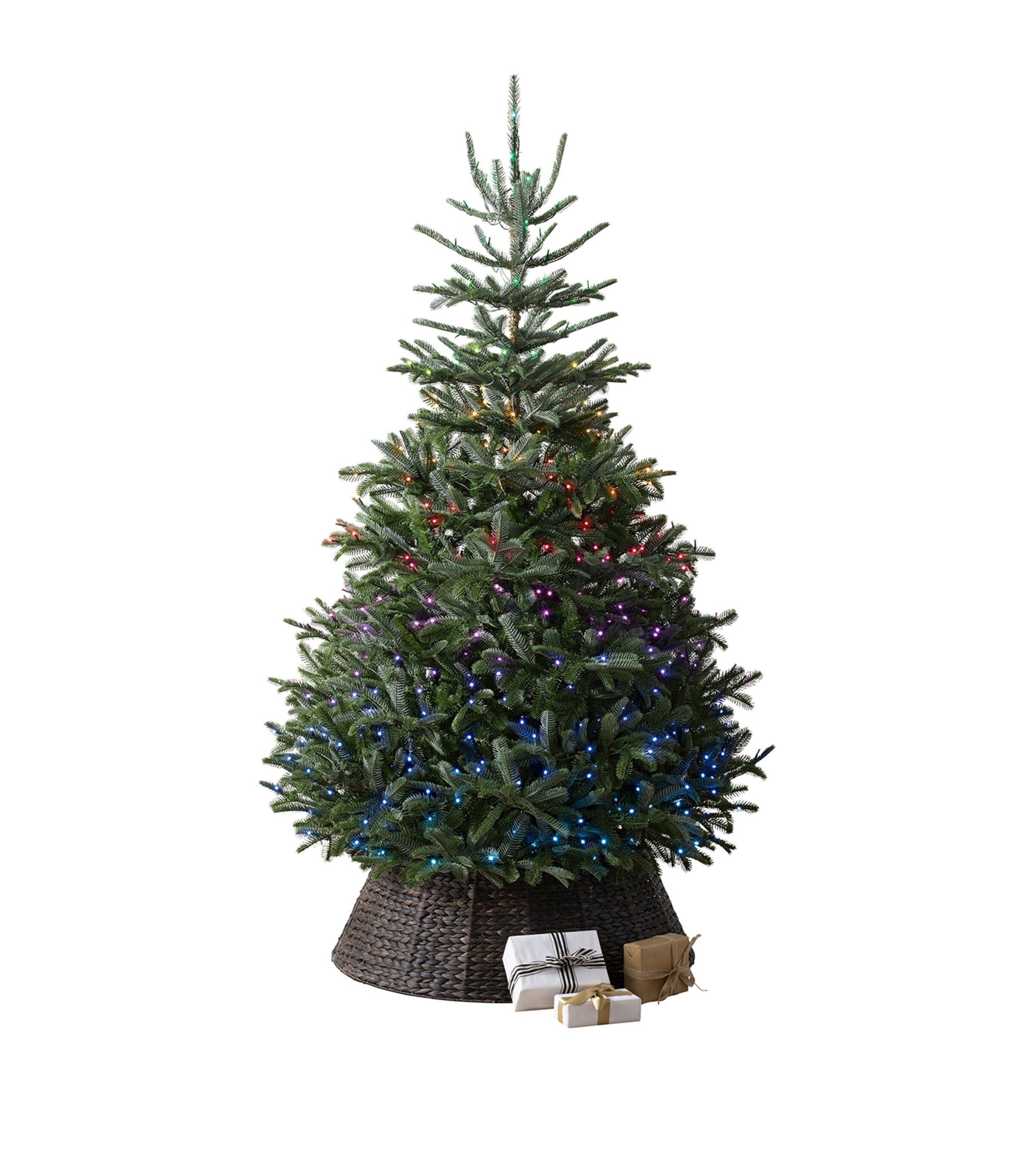 BH Nordmann Fir Twinkly Green Tree (7ft) GREEN Image 1
