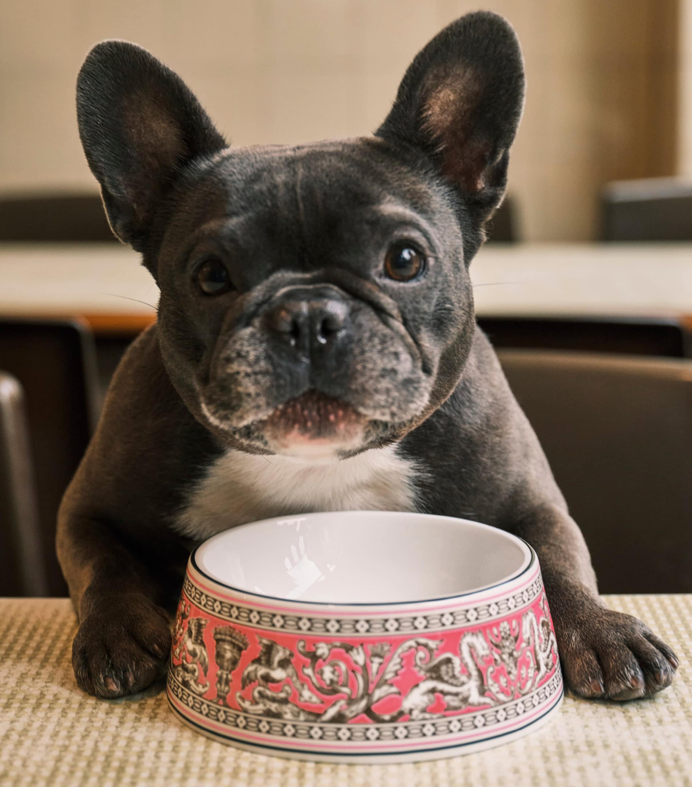 Wedgwood Bone China Florentine Pet Bowl (17cm) Pink Image 2