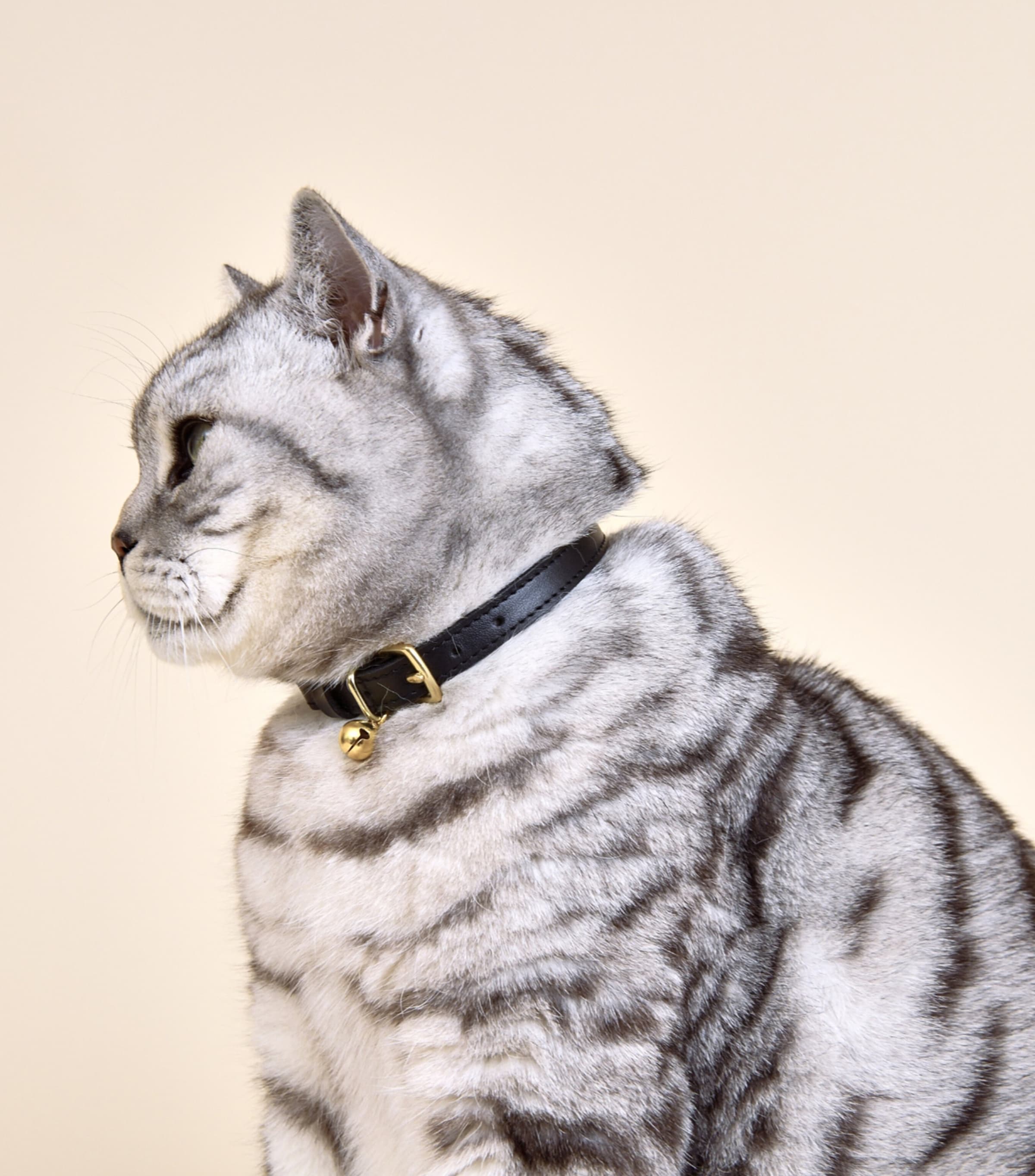 Medium Leather Wonderland Cat Collar BLACK Image 5