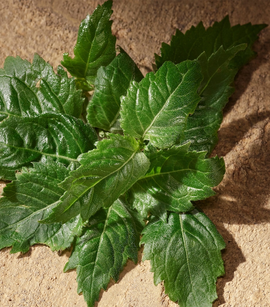 Devotion for Men Eau de Parfum (100ml) NO COLOUR Image 6