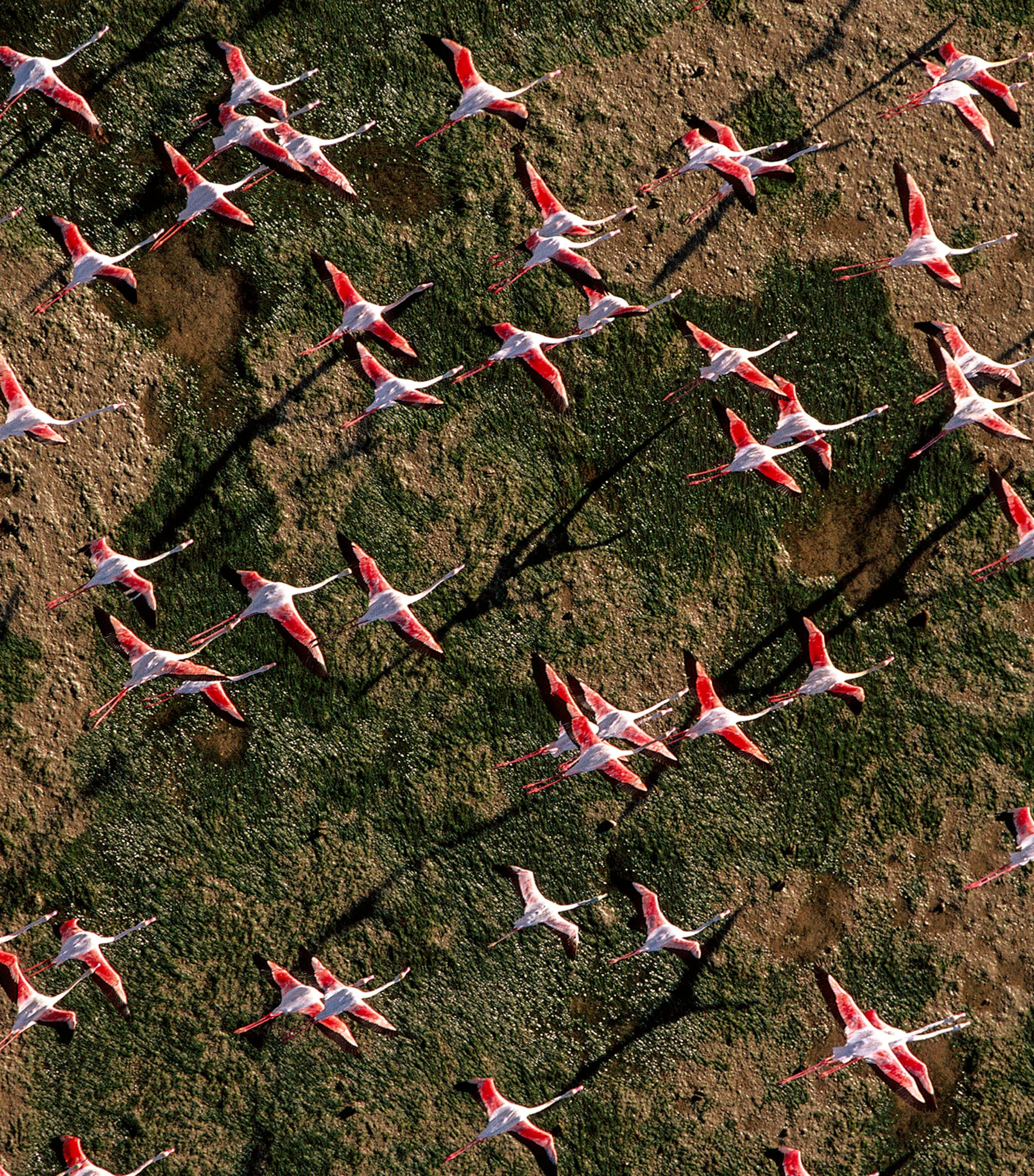 Aqua Allegoria Rosa Rossa Eau de Toilette (75ml) NO COLOUR Image 3