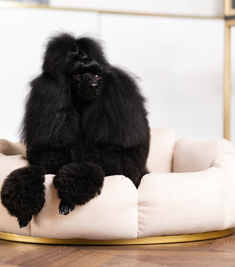 Looty Medium Camelia Dog Sofa Beige+gold Image 5