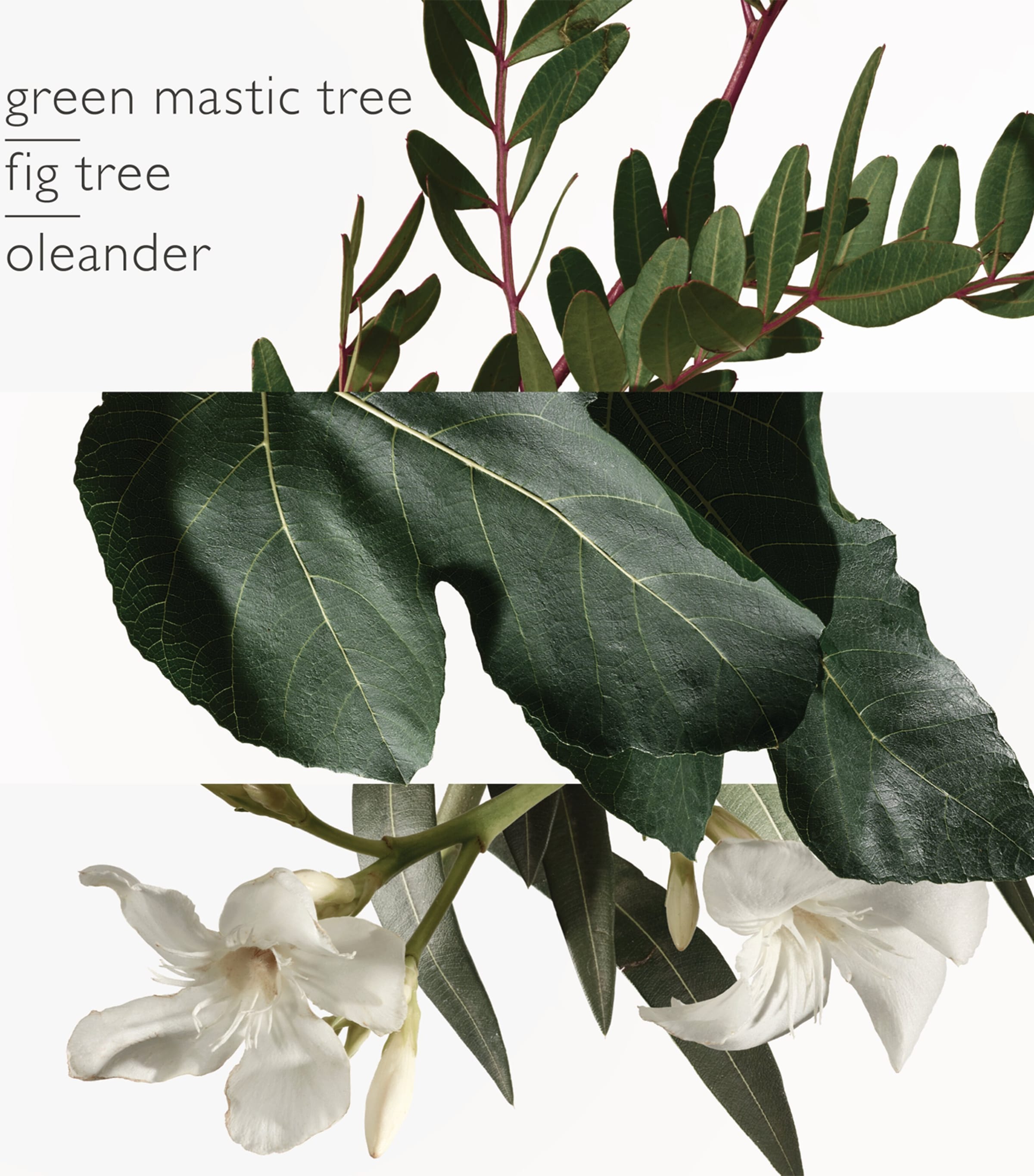 Jardin en Mediterranee Eau de Toilette (100ml) NO COLOUR Image 6