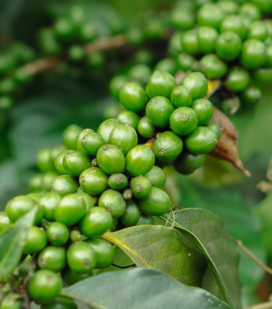 Salted Fresh Kampot Pepper (100g) NO COLOUR Image 3