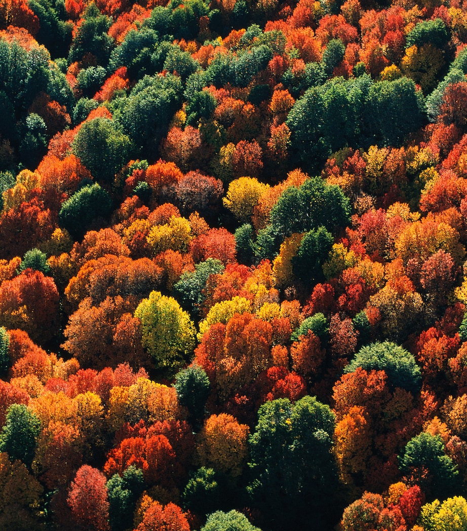 Aqua Allegoria Forte Bosca Vanilla Eau de Parfum (200ml) - Refill NO COLOUR Image 5