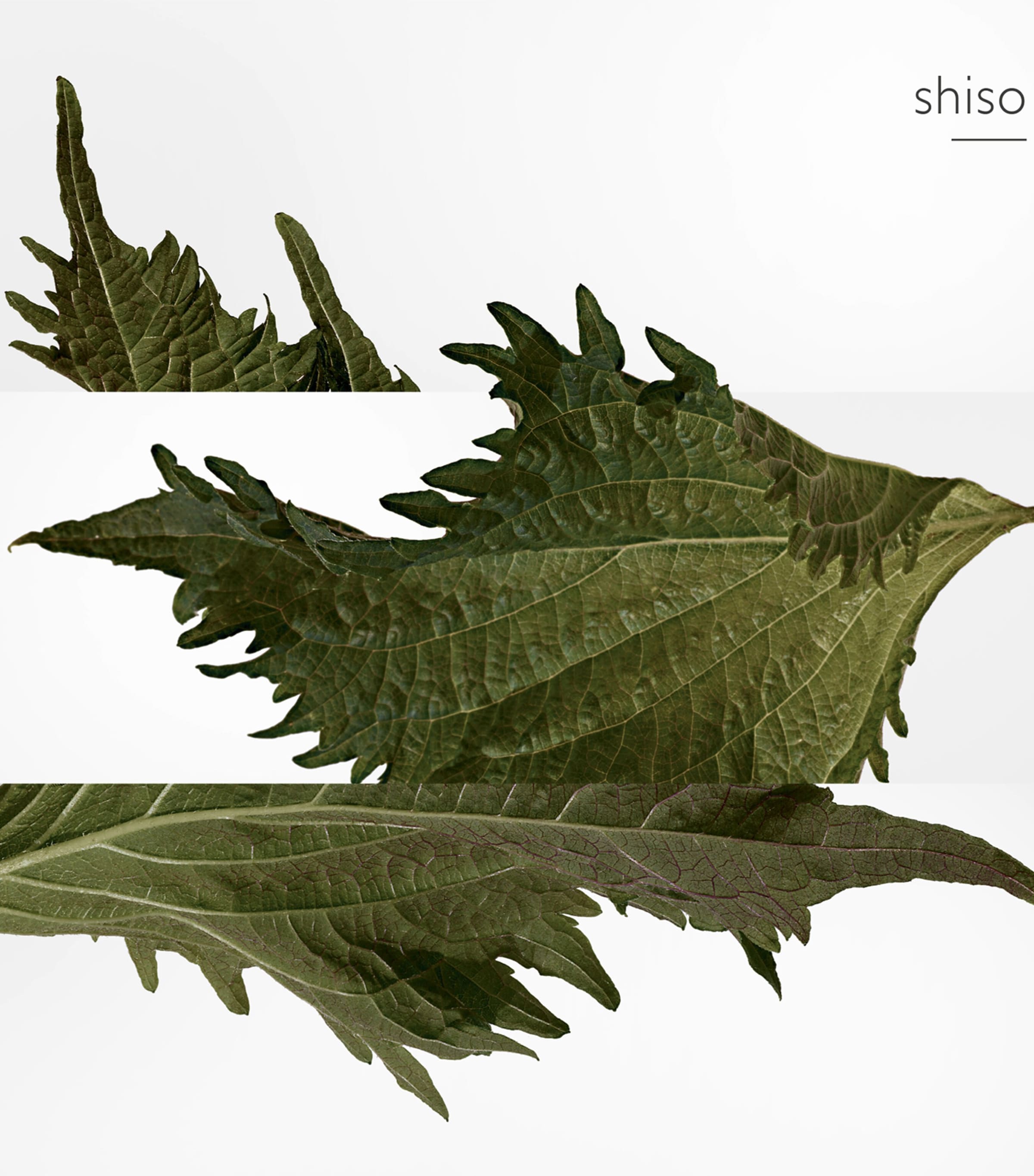 Terre d'Hermès Parfum (75ml) NO COLOUR Image 4