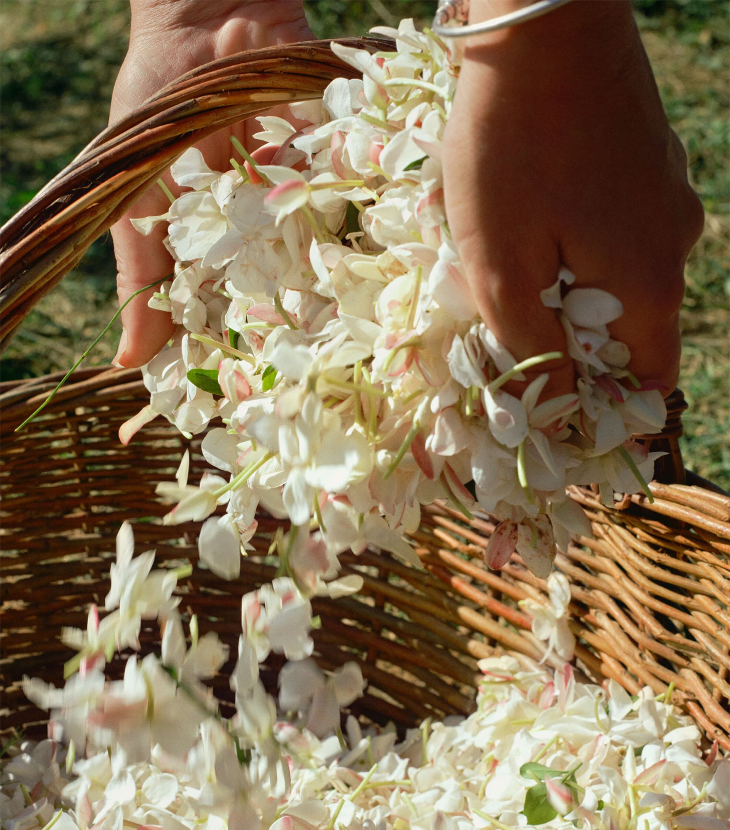 Acqua Di Parma Gelsomino A Freddo Eau De Parfum 50ml Harrods DE