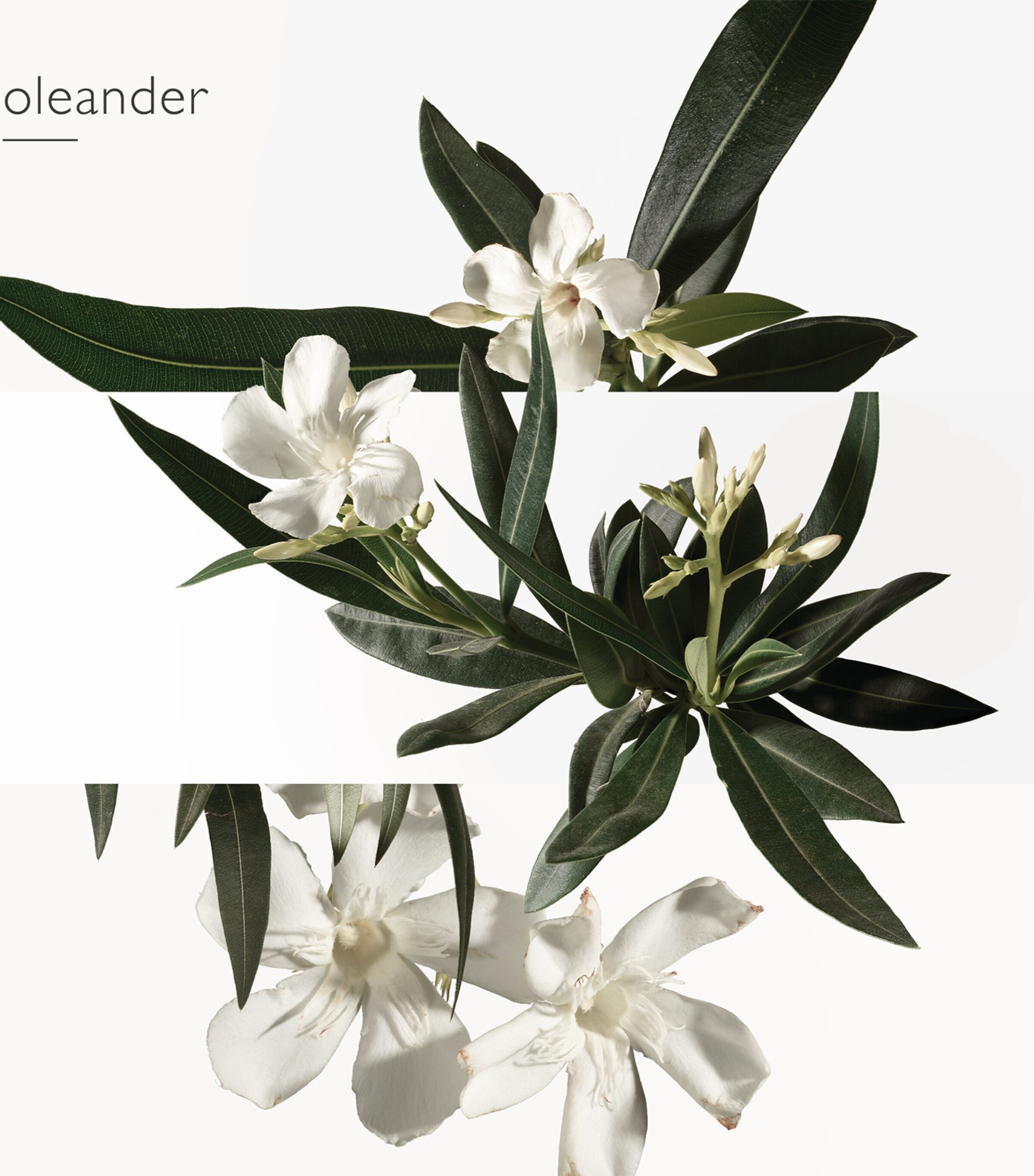 Jardin en Mediterranee Eau de Toilette (100ml) NO COLOUR Image 5