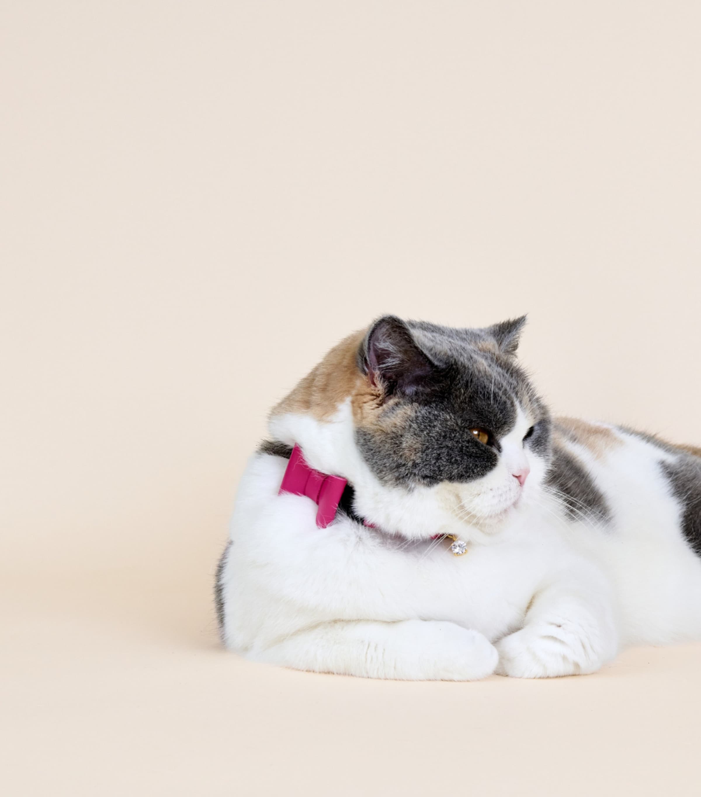 Cheshire & Wain Medium Leather Wonderland Cat Collar Pink Image 4