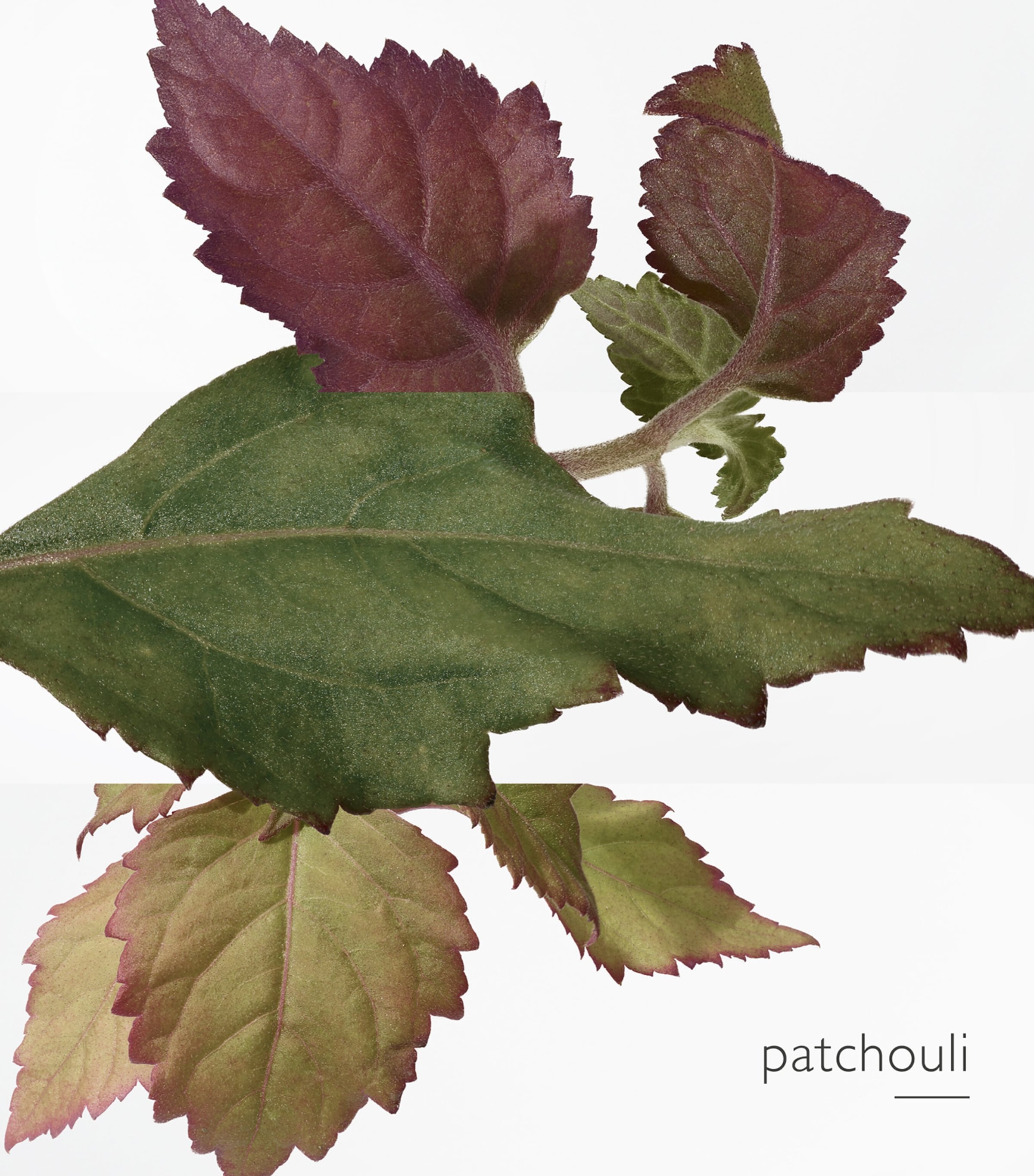 Twilly d'Hermès Eau Poivrée Eau de Parfum (85ml) NO COLOUR Image 3