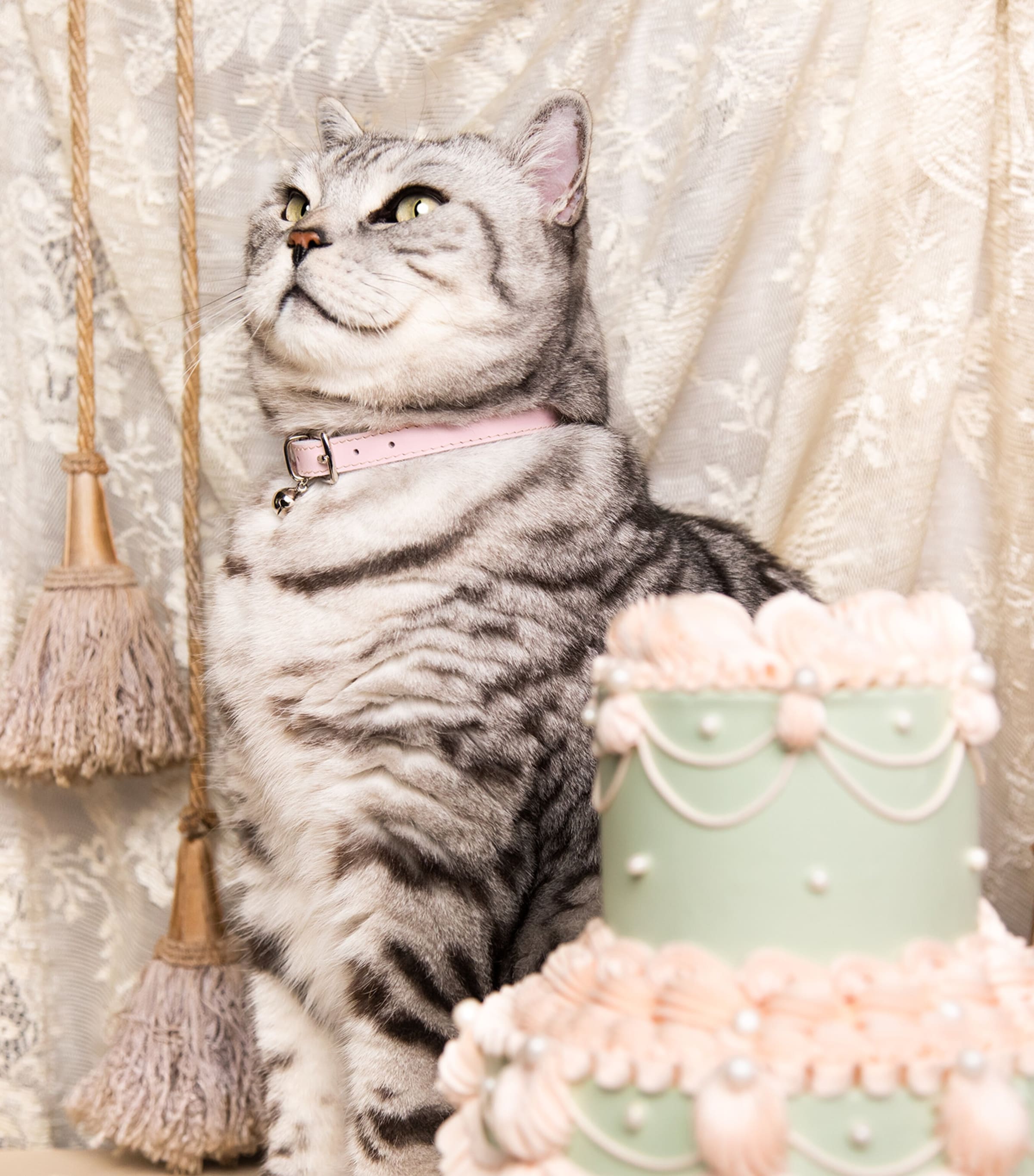Cheshire & Wain Small Rococo Cat Collar With Bow Pink Image 4