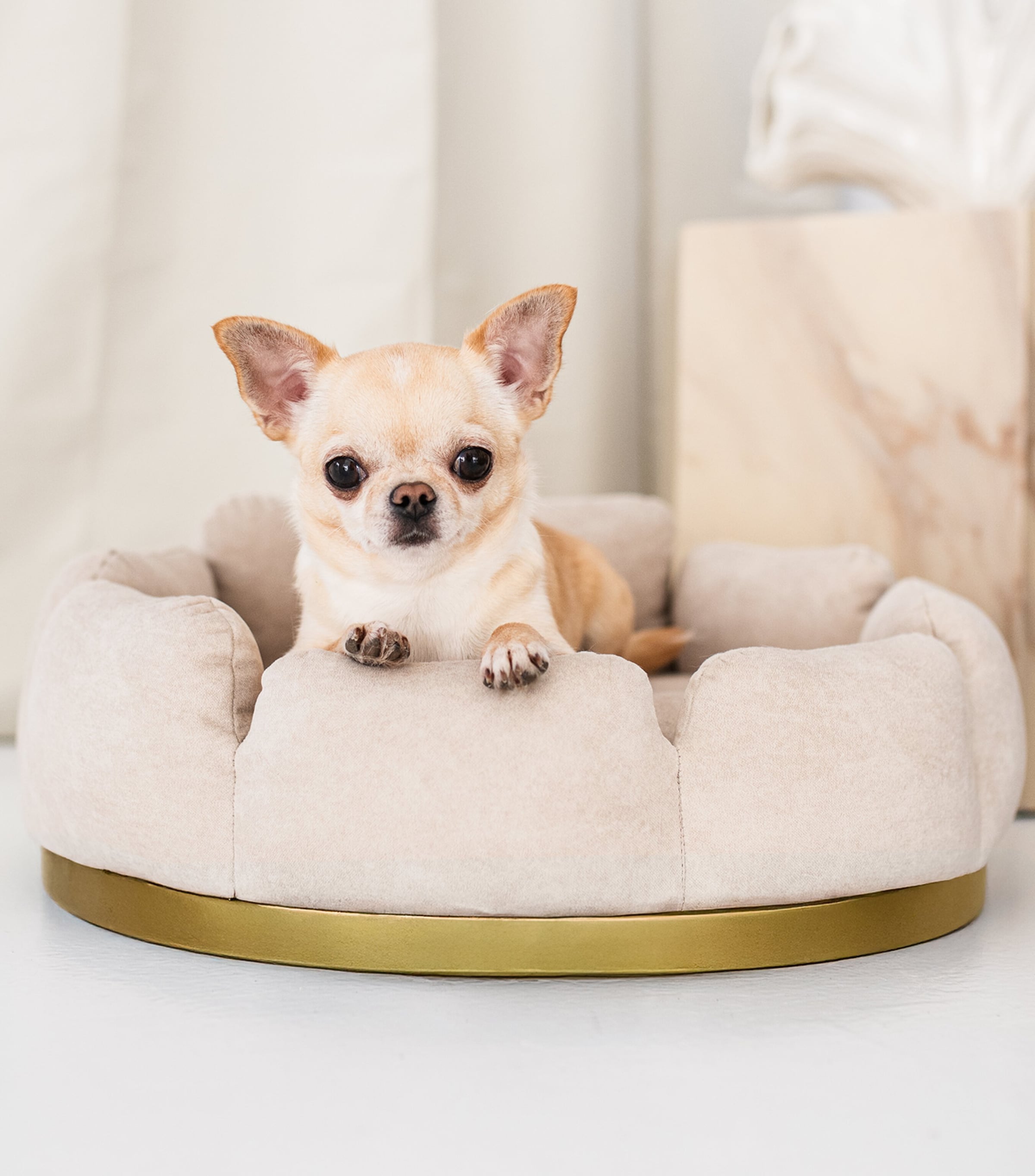 Looty Small Camelia Dog Sofa Beige+gold Image 5