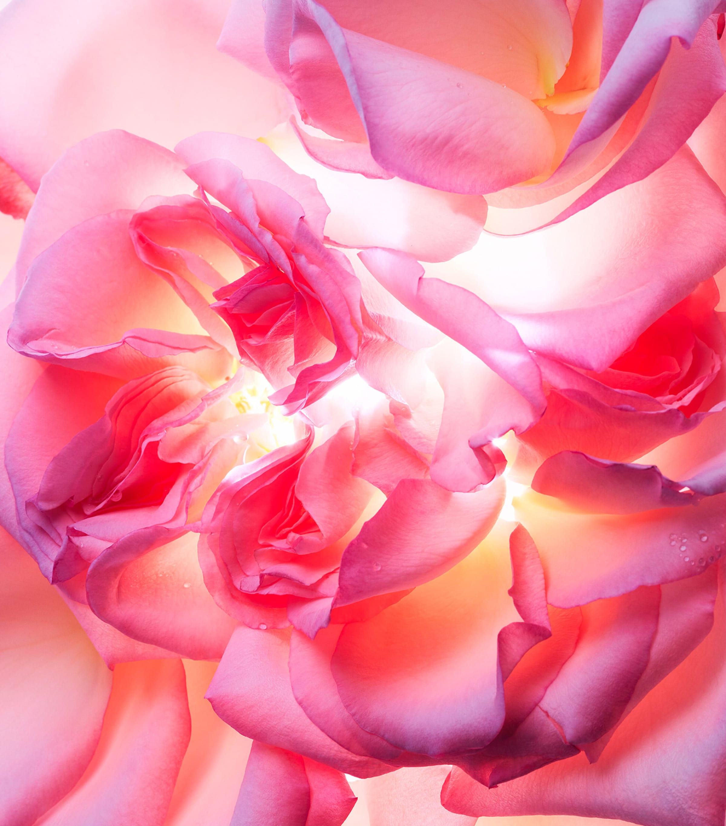 Allegra Magnifying Rose Eau de Parfum (40ml) NO COLOUR Image 2