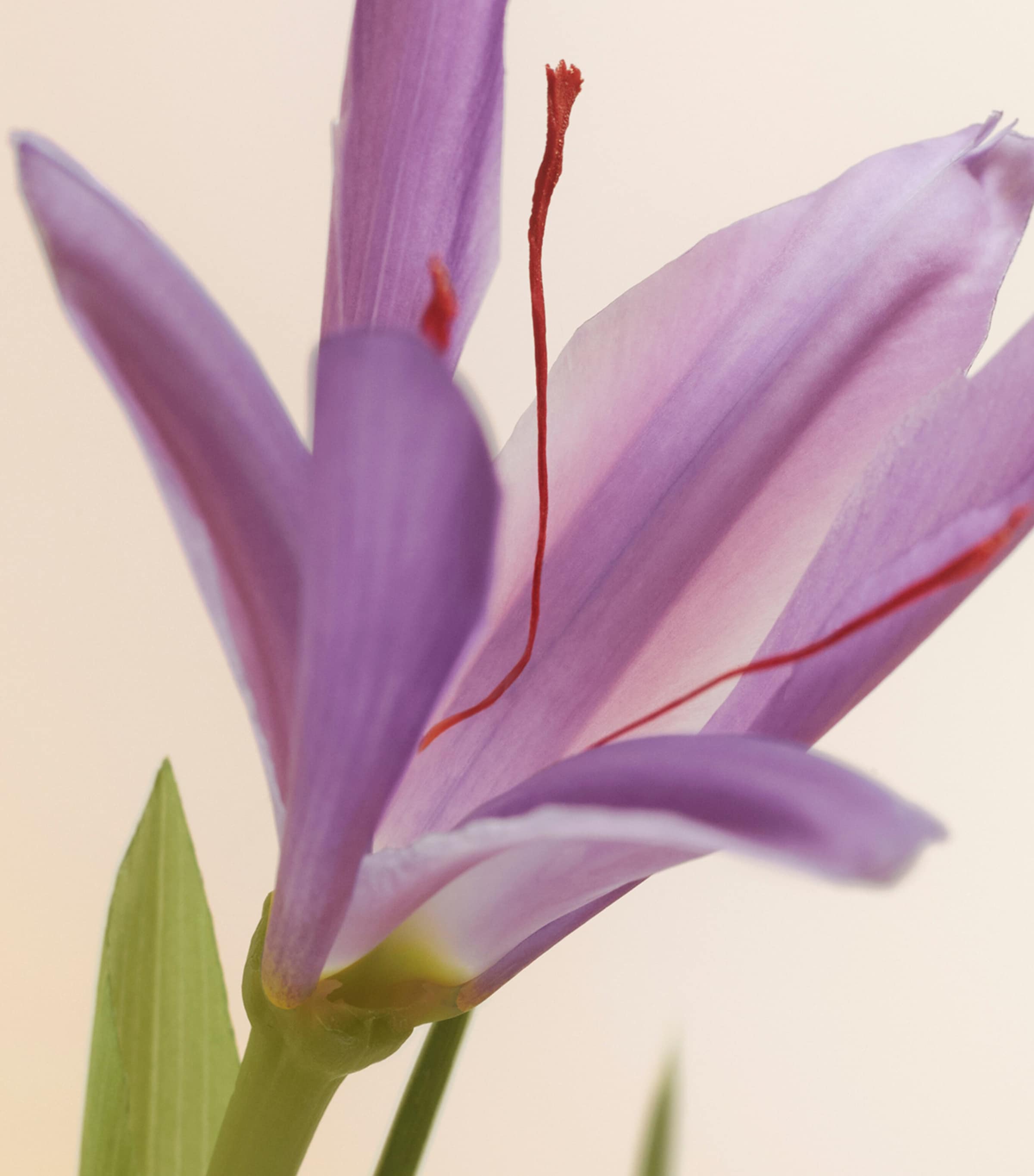 Burberry Signatures Extreme Botanicals Rose Ember Eau de