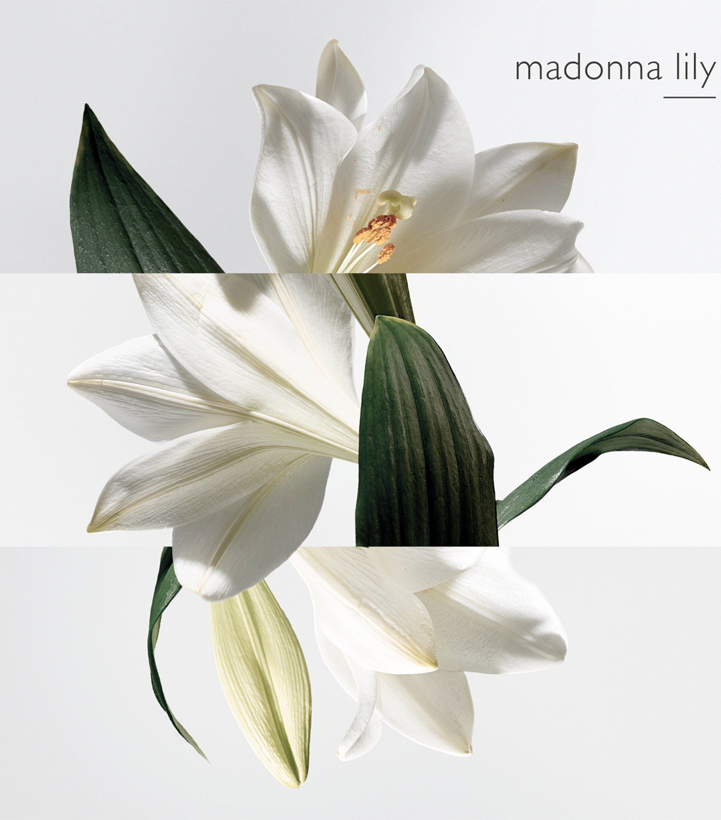 Un Jardin Sur La Lagune Eau de Toilette (100 ml) NO COLOUR Image 5