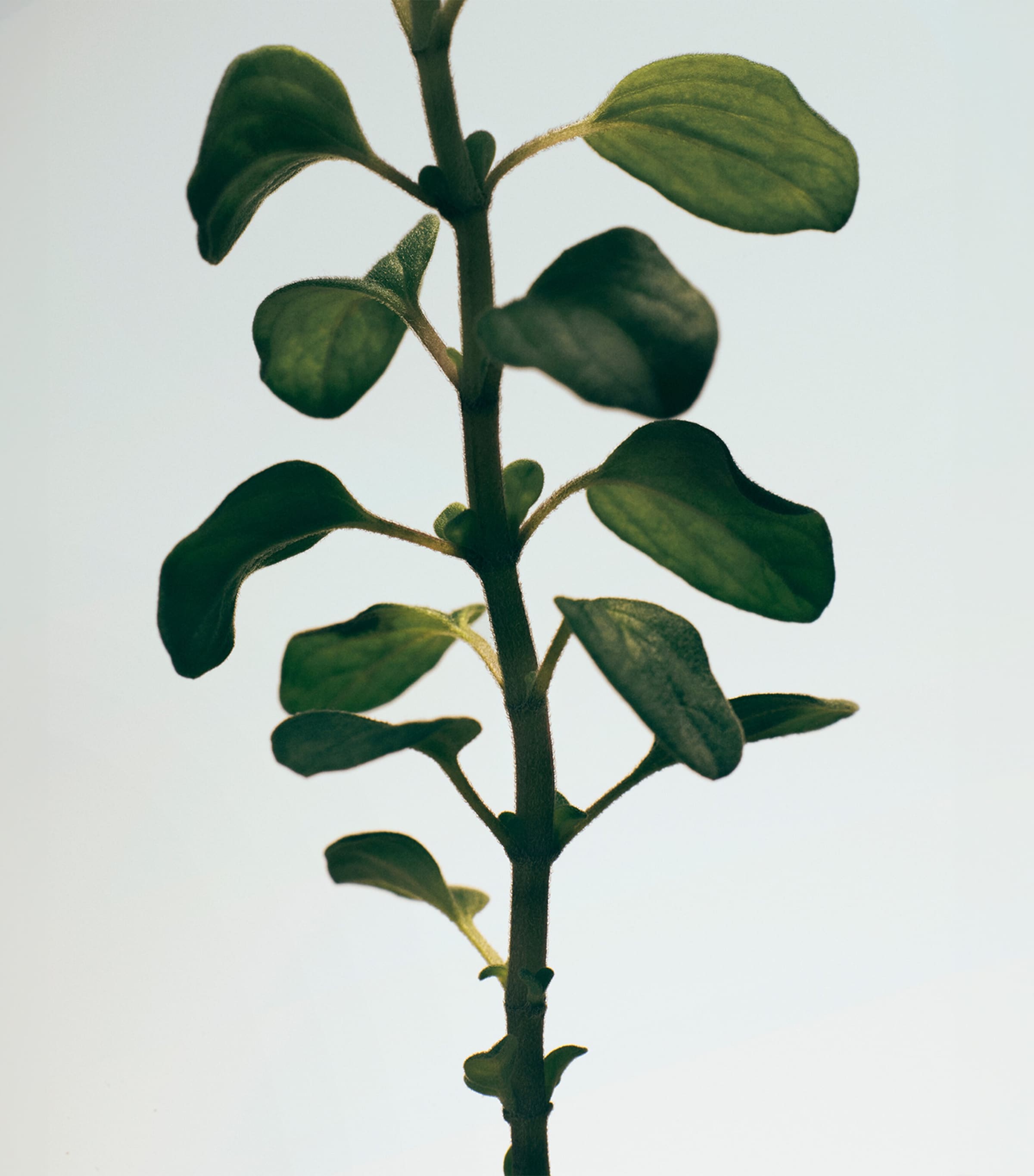 Oregano Room Spray (150ml) NO COLOUR Image 3