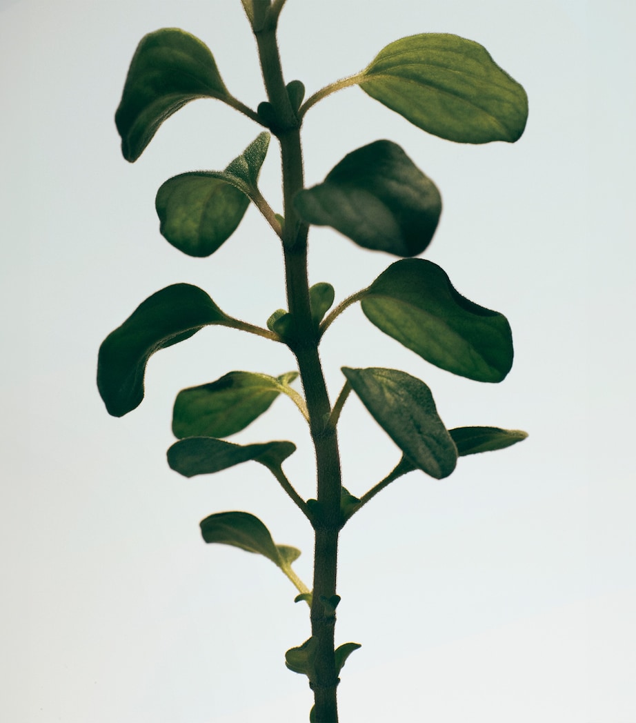 Oregano Room Spray (150ml) NO COLOUR Image 3